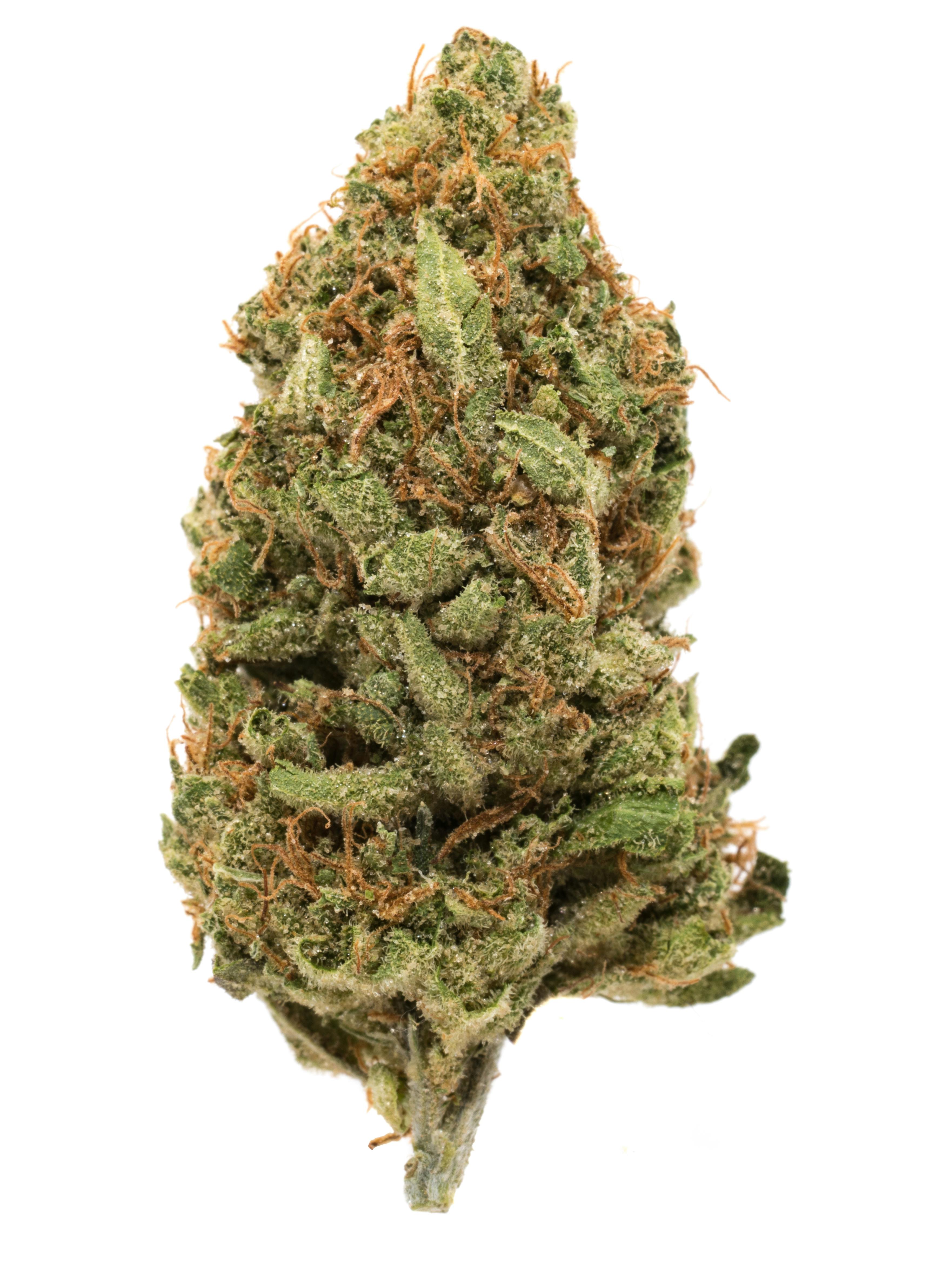 Well Rooted Genetics | Blue Andeze | Big Buds | 3.5g by Well Rooted Genetics