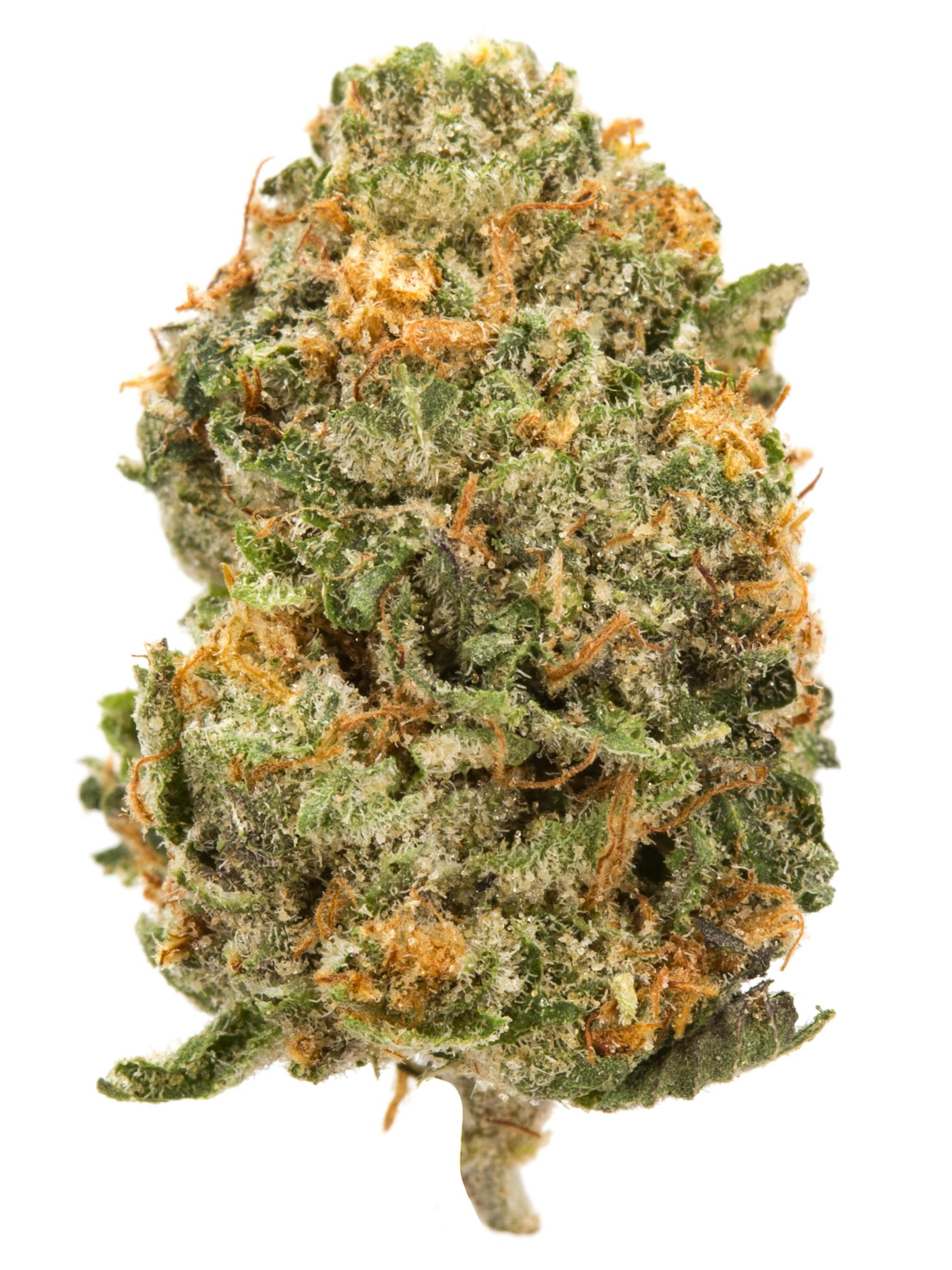 Gastro Pop (BIG BUDS)