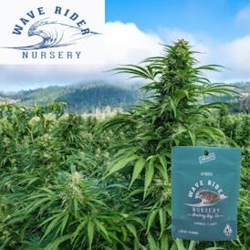 Wave Rider - Sorbet (Hybrid) - Flower Smalls 7g