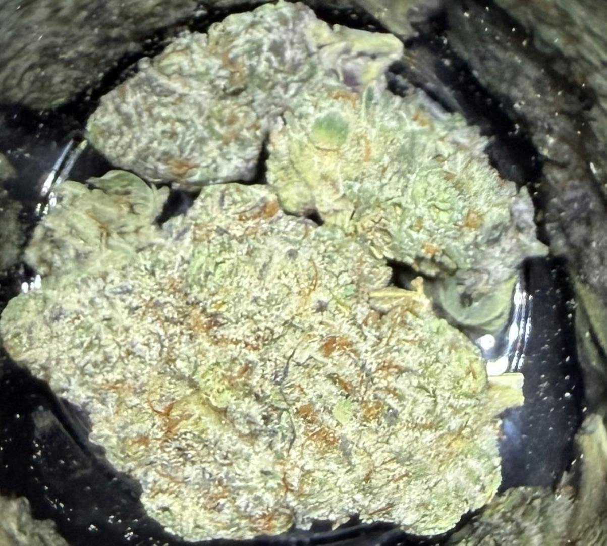 Octane Mintz | 1.97% Terps