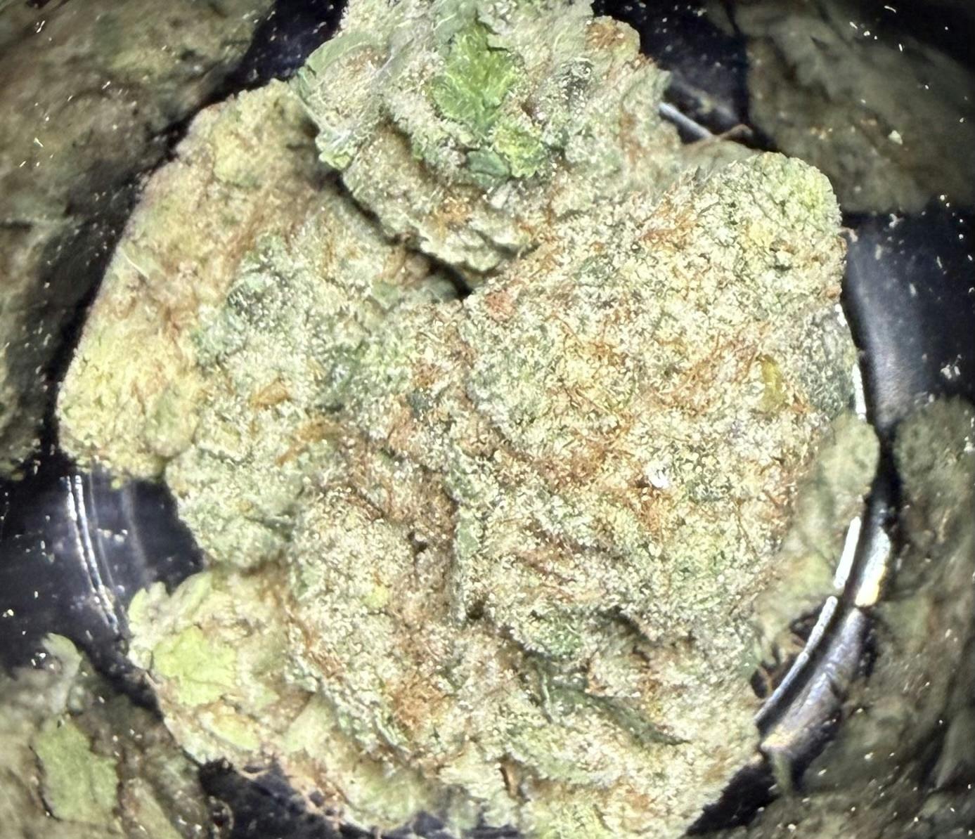 Rancid Rainbow | 1.84% Terps