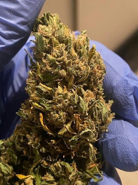 Blue Dream