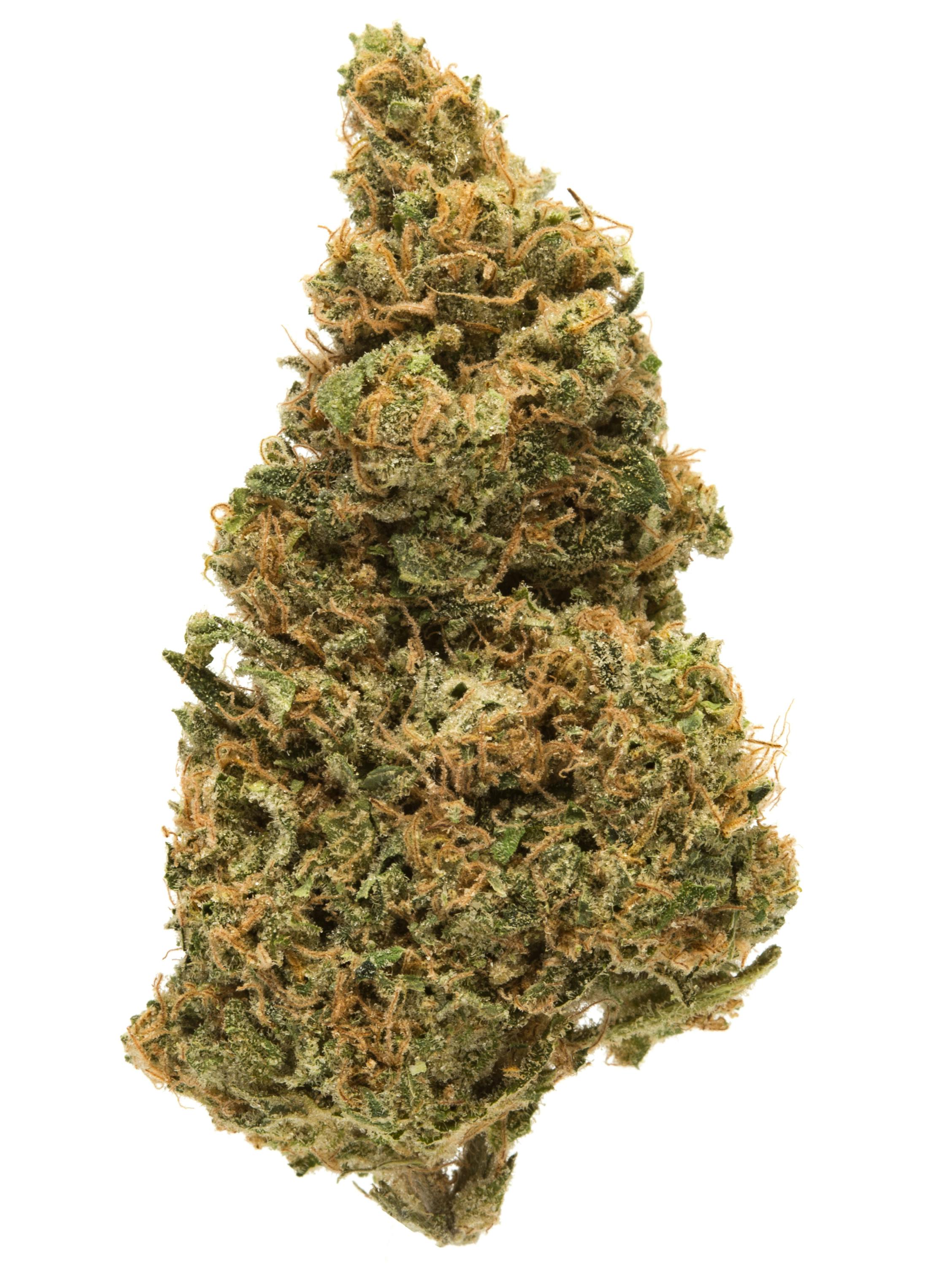 MOTOR BREATH: MOTOR BREATH 28G