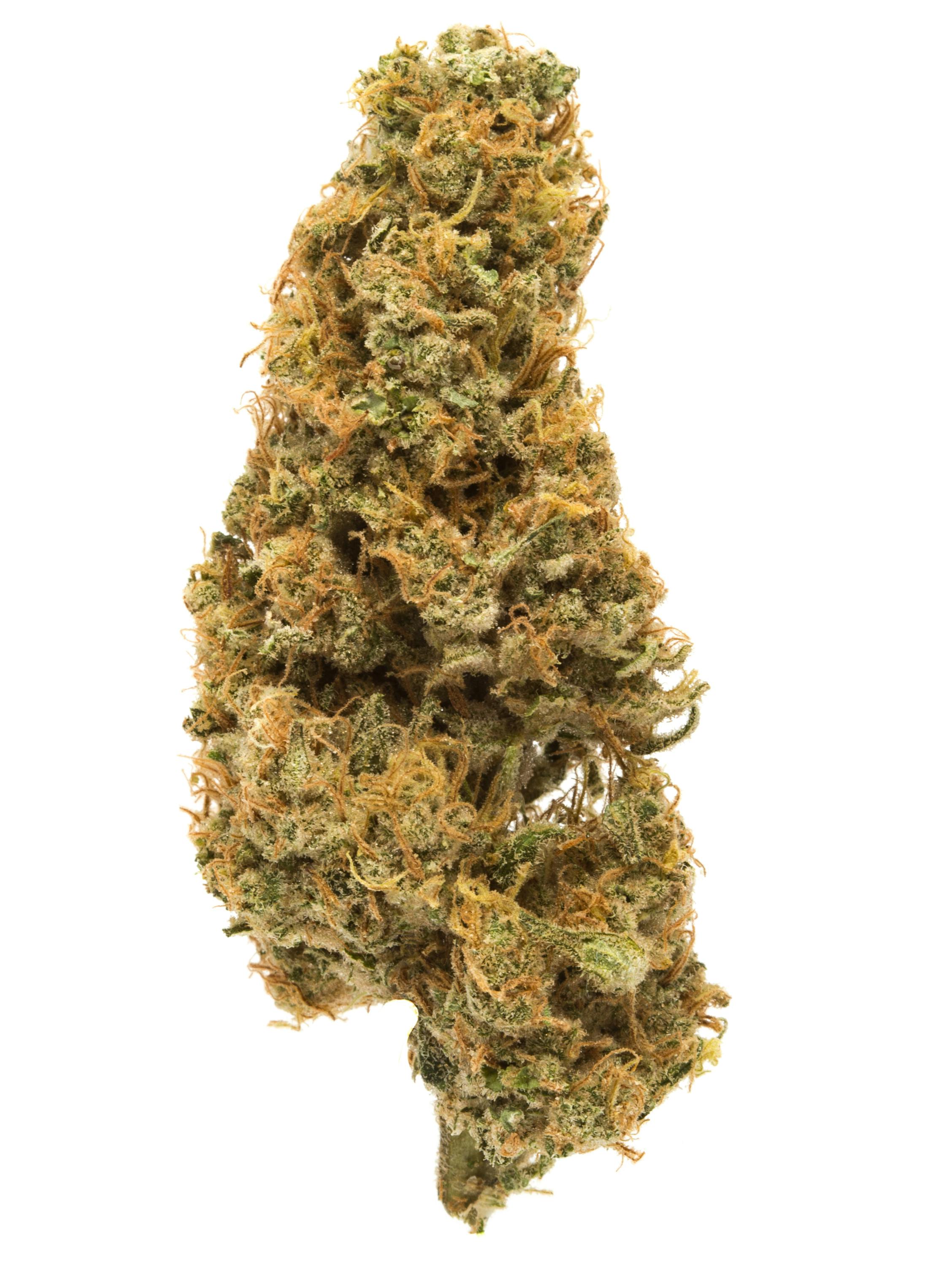 HIPPIE CRASHER: HIPPIE CRASHER 28G
