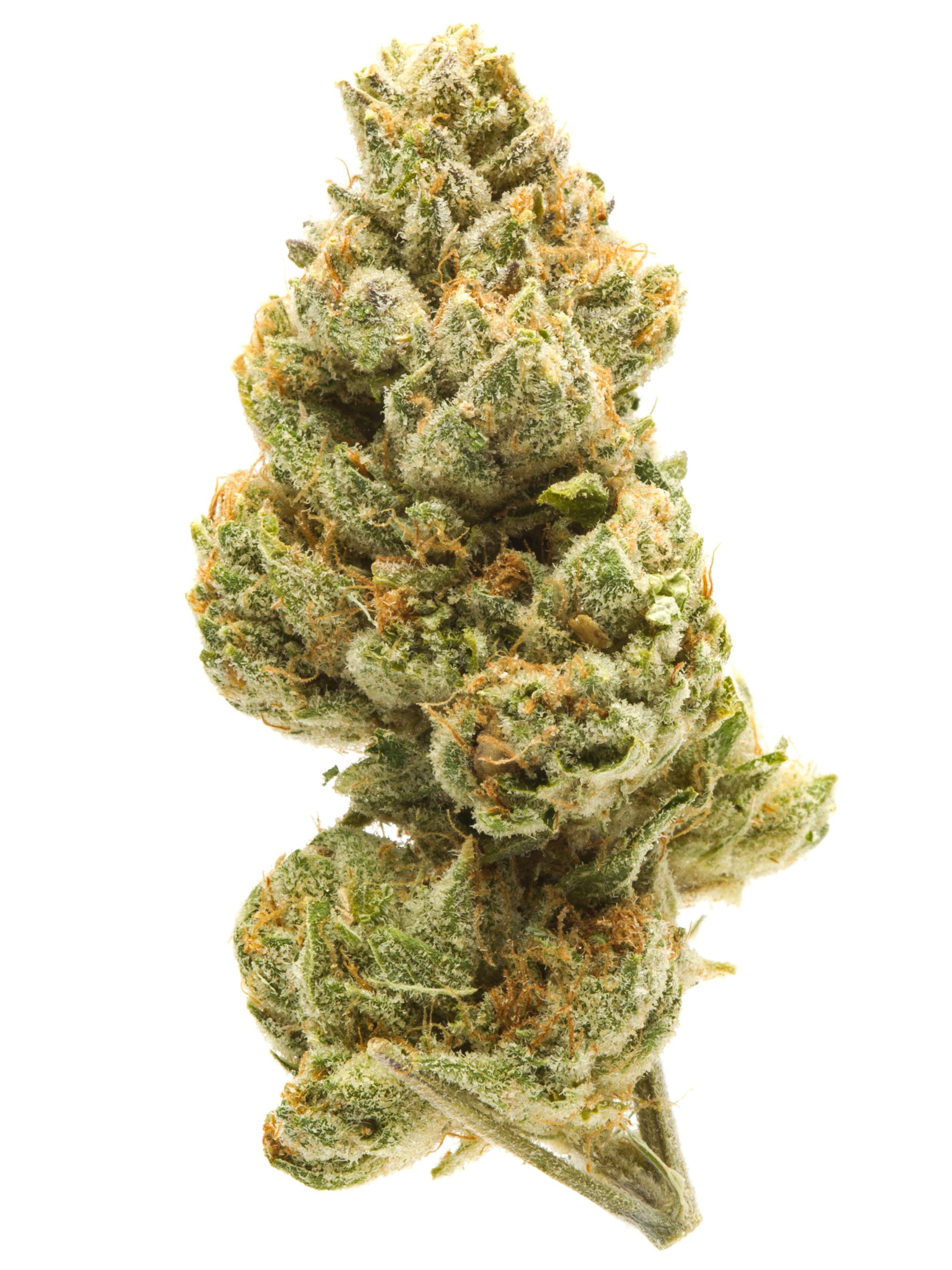 GOD GIFT: GOD GIFT 3.5G