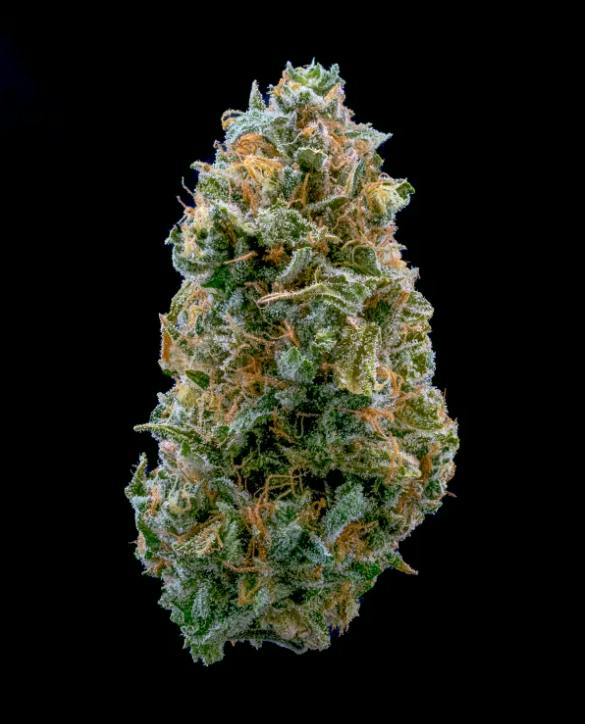 BLUE BLUFF BERRY *EXOTIC TIER* (TAX INCLUDED) Cult. Native Veteran