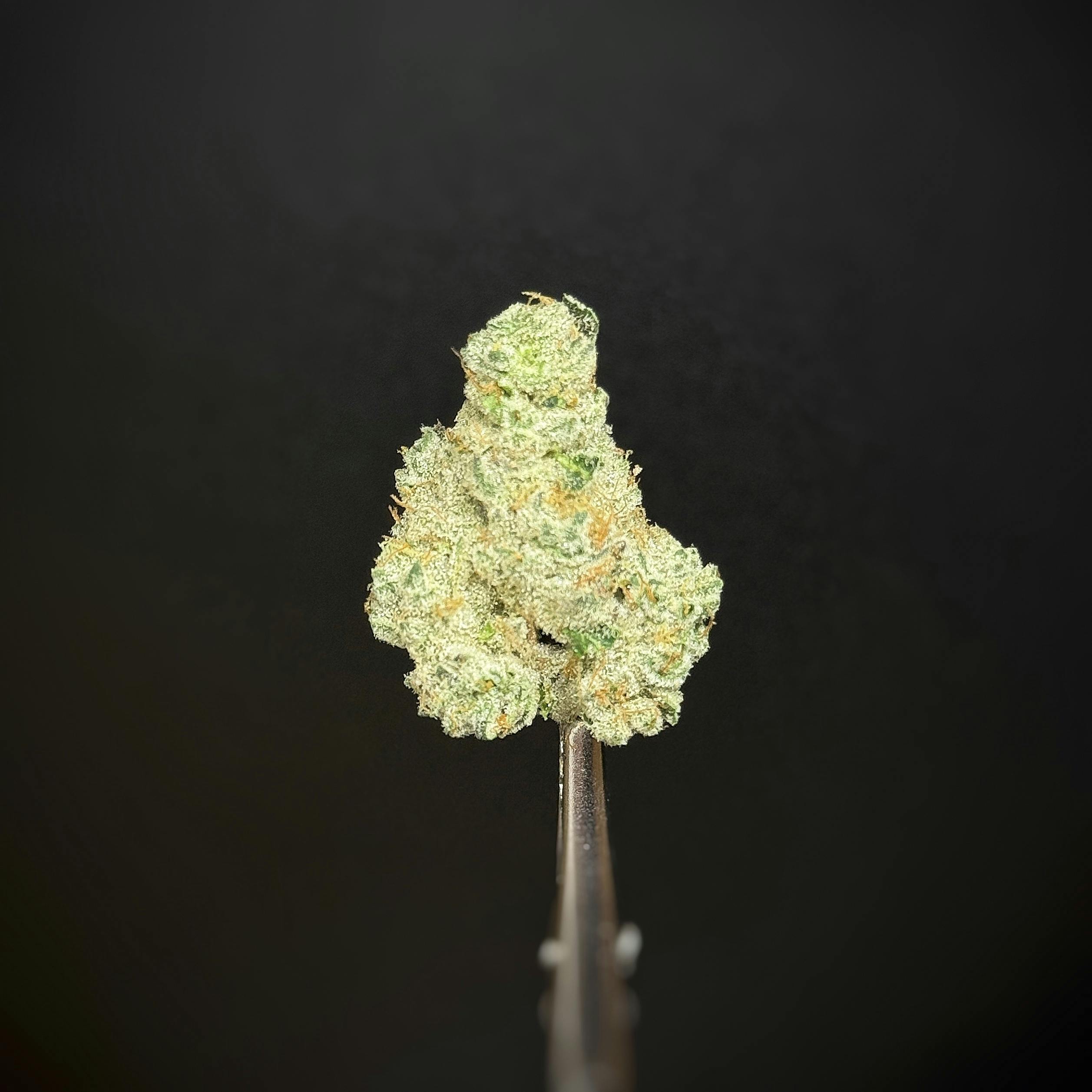 ALTVM | Gyatt Zamn | Flower | 3.5g by ALTVM