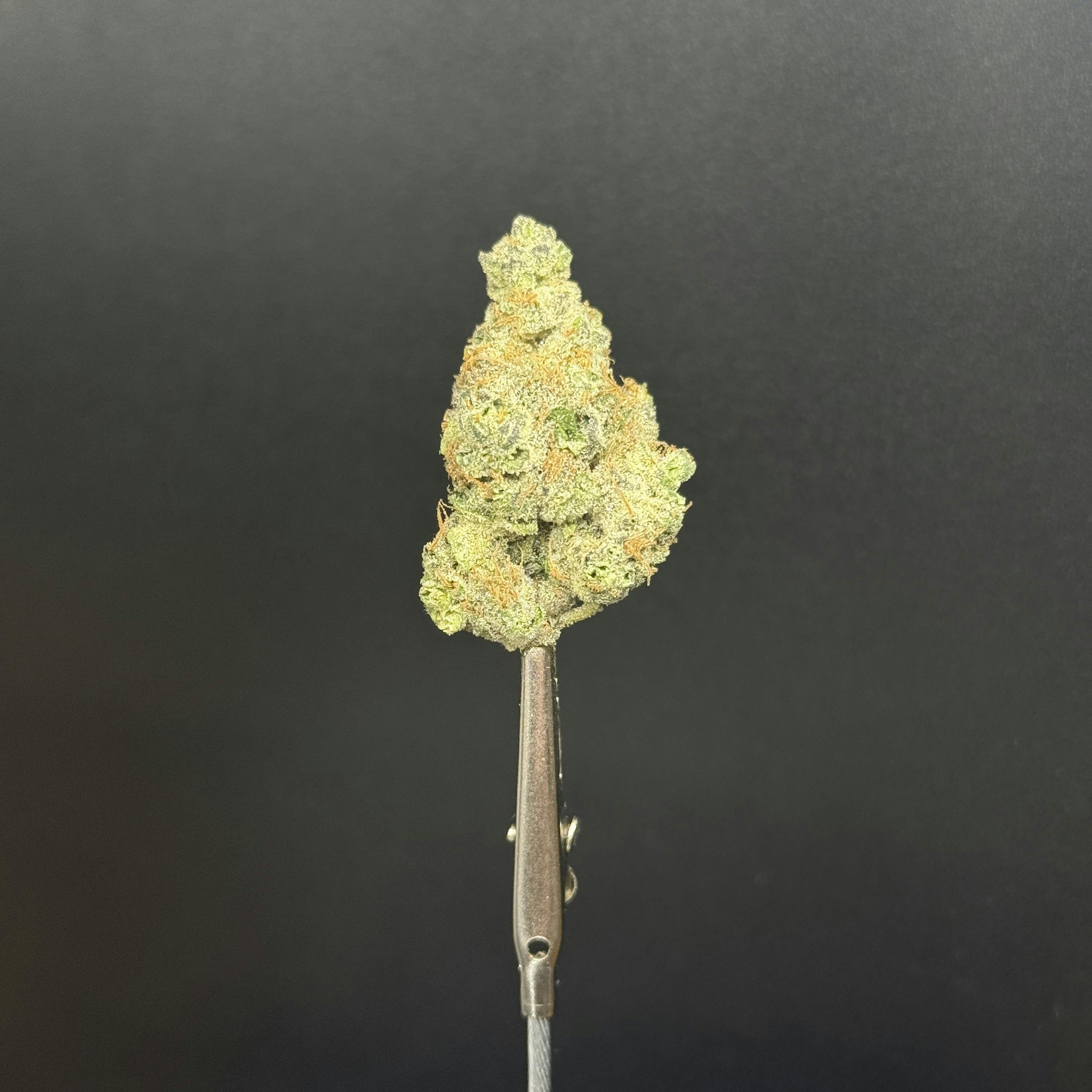 Tropical Bubbles *TIER 1* (TAX INCLUDED) Cult. ALTVM