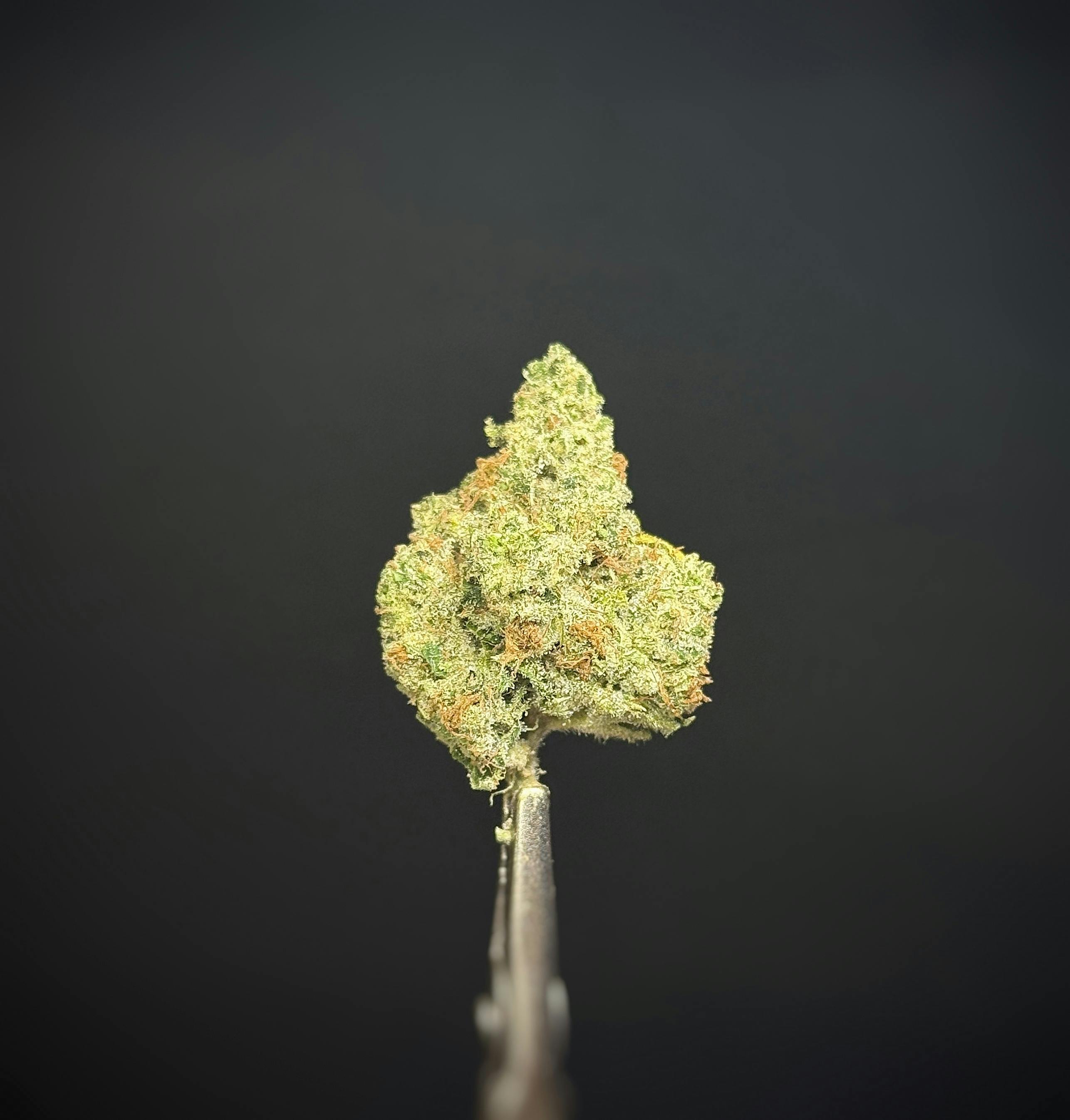 Lemon Diesel *LIMITED TIER* (TAX INCLUDED) Cult. Banana Seat Botanicals