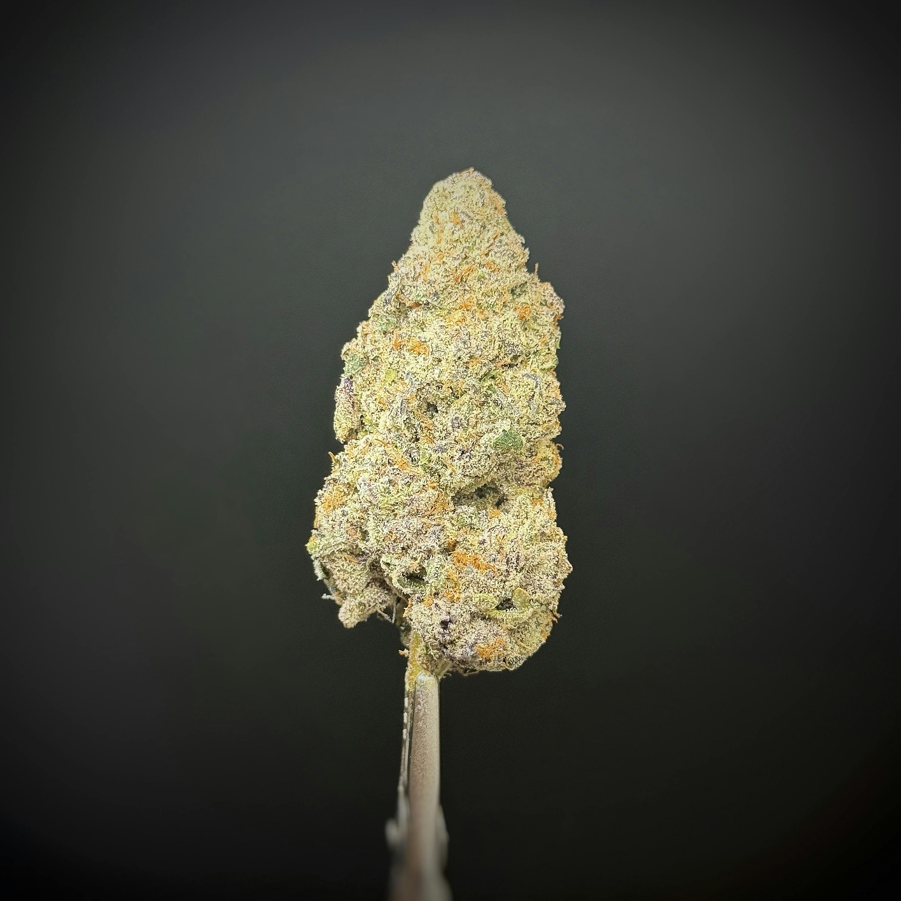 SUPERBERRY *TIER 1* (TAX INCLUDED) Cult. SPRING FARMS