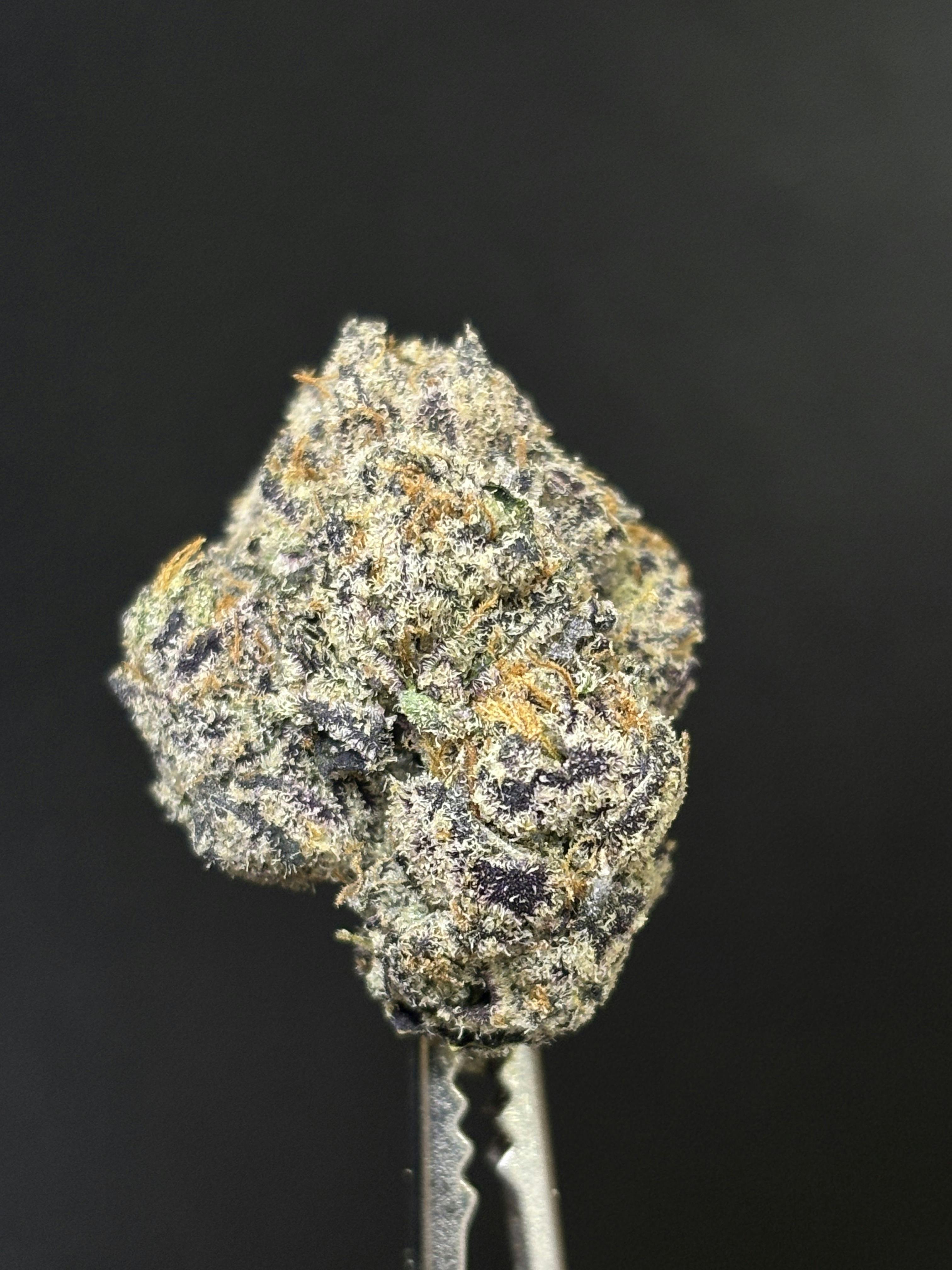 BOLO RUNTZ *TIER 1* (TAX INCLUDED) Cult. DREWSY *PREPACKAGED 1/8THS*