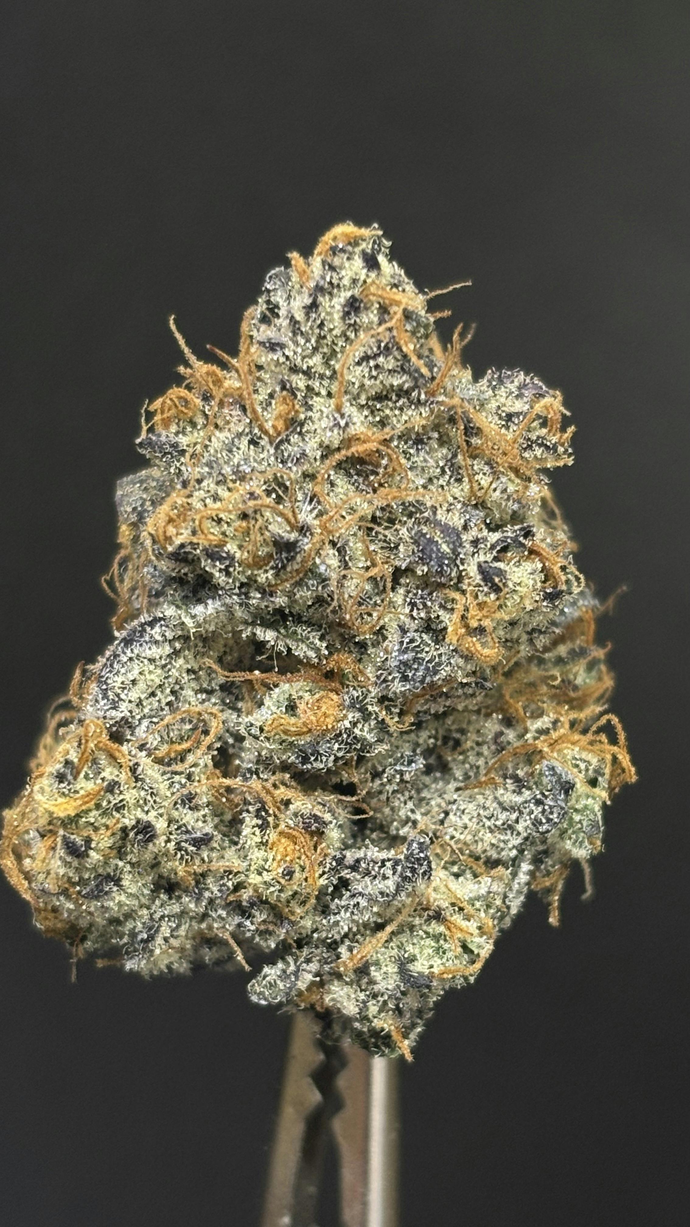 TIER LIMITED - GORILLA NUT *TAX INCLUDED* Cult. Humble Ground Cult