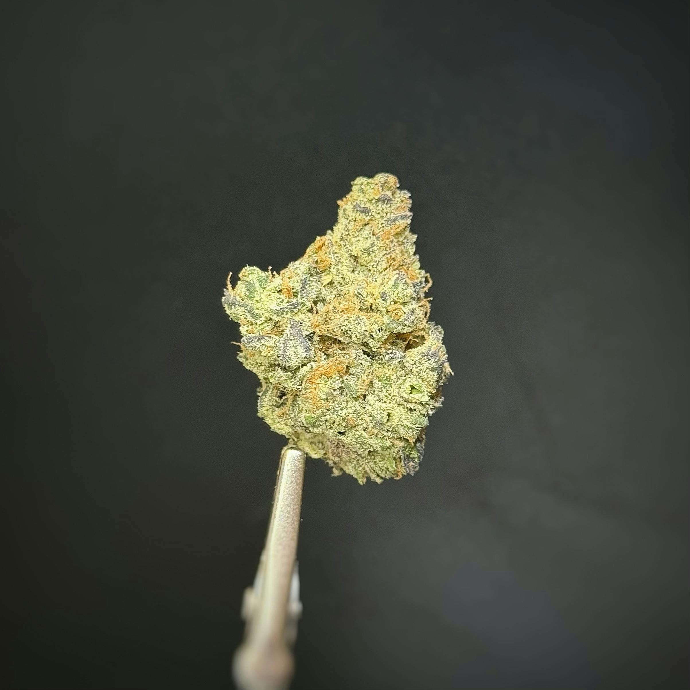 TIER LIMITED - MISSISSIPPI HALF-STEP UPTOWN TOODELOO *TAX INCLUDED* HAPPY CULTIVATION