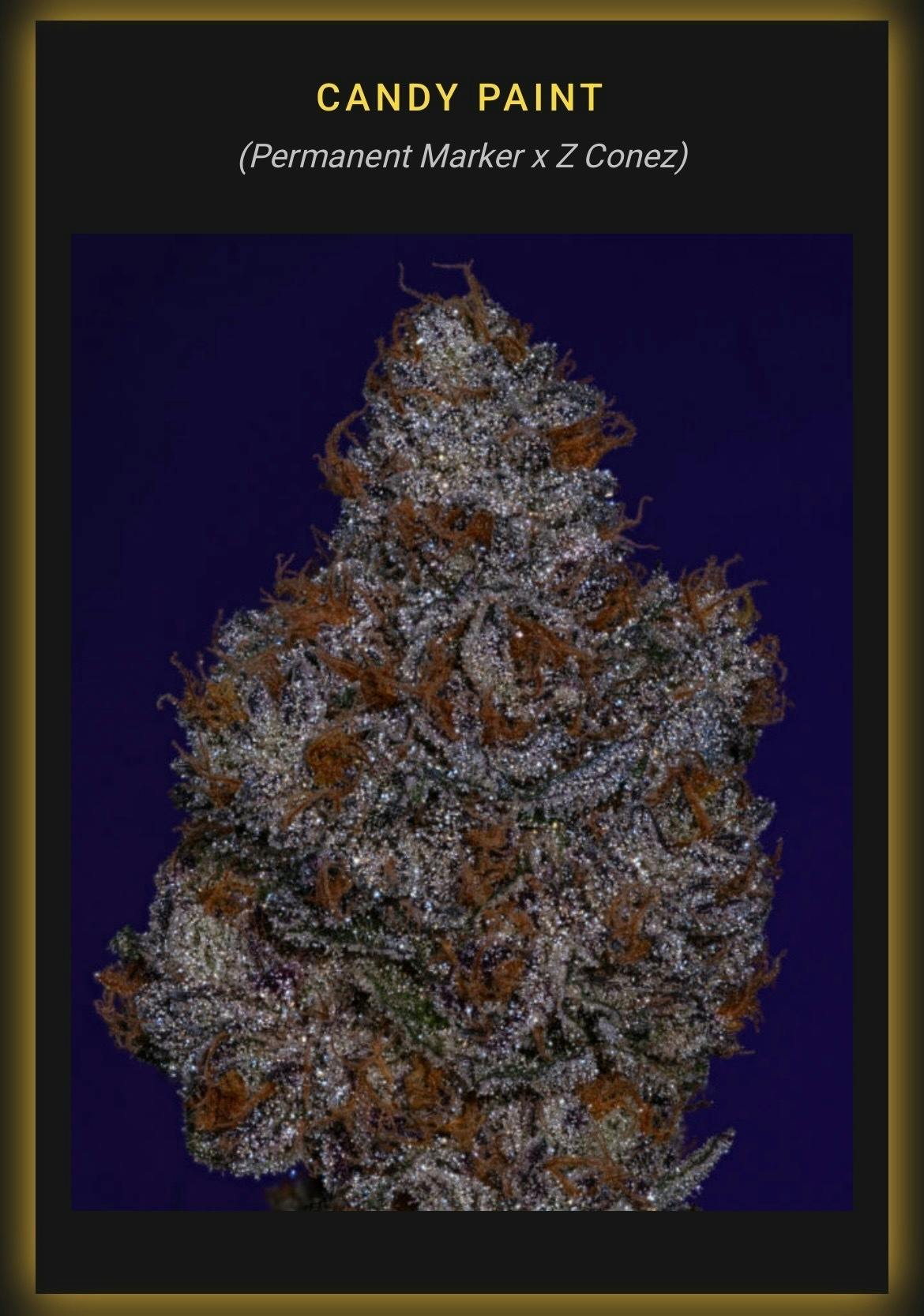 Candy Paint *EXOTIC TIER* (TAX INCLUDED) Cult. Thicc Cannabis