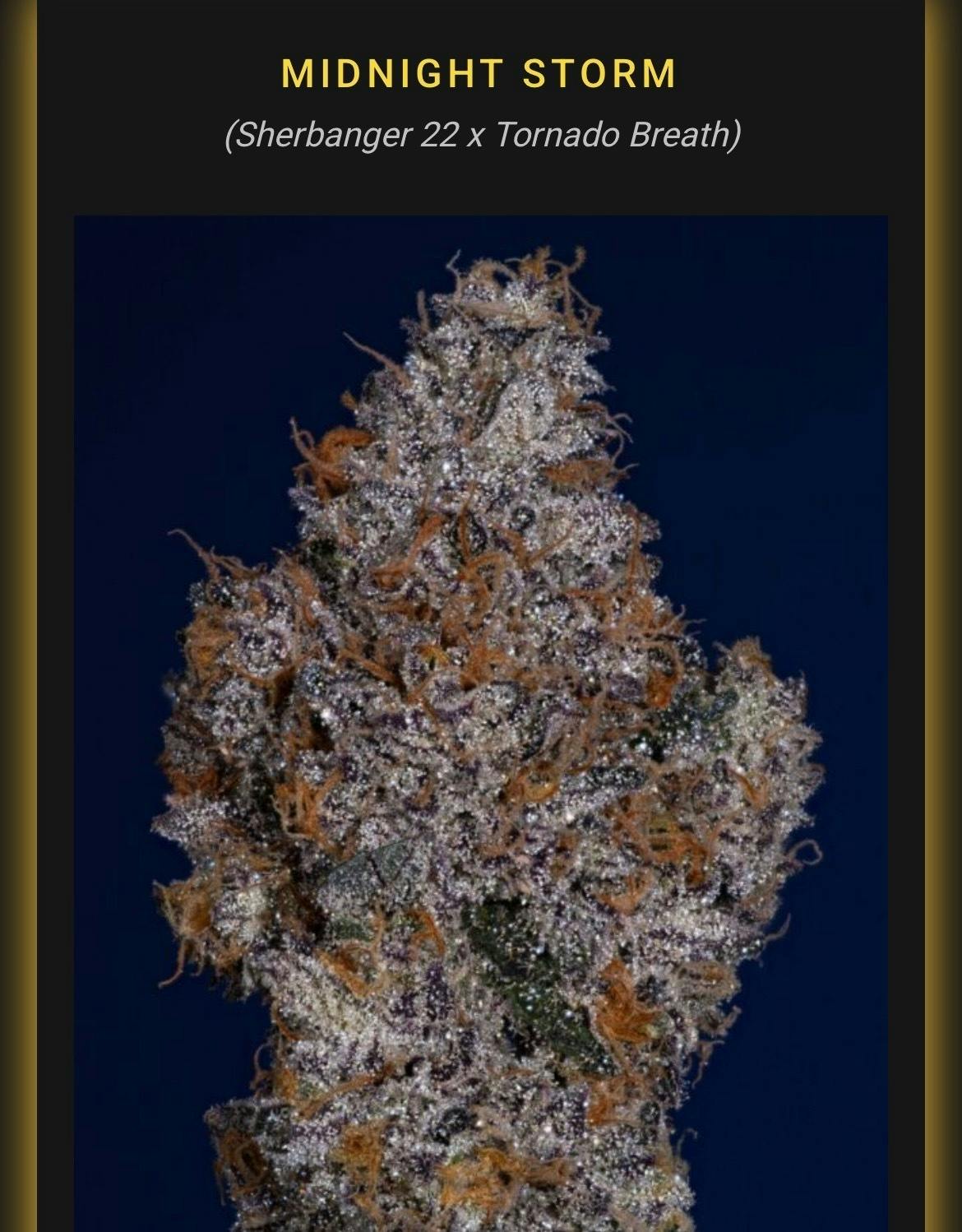Midnight Storm *EXOTIC TIER* (TAX INCLUDED) Cult. Thicc Cannabis