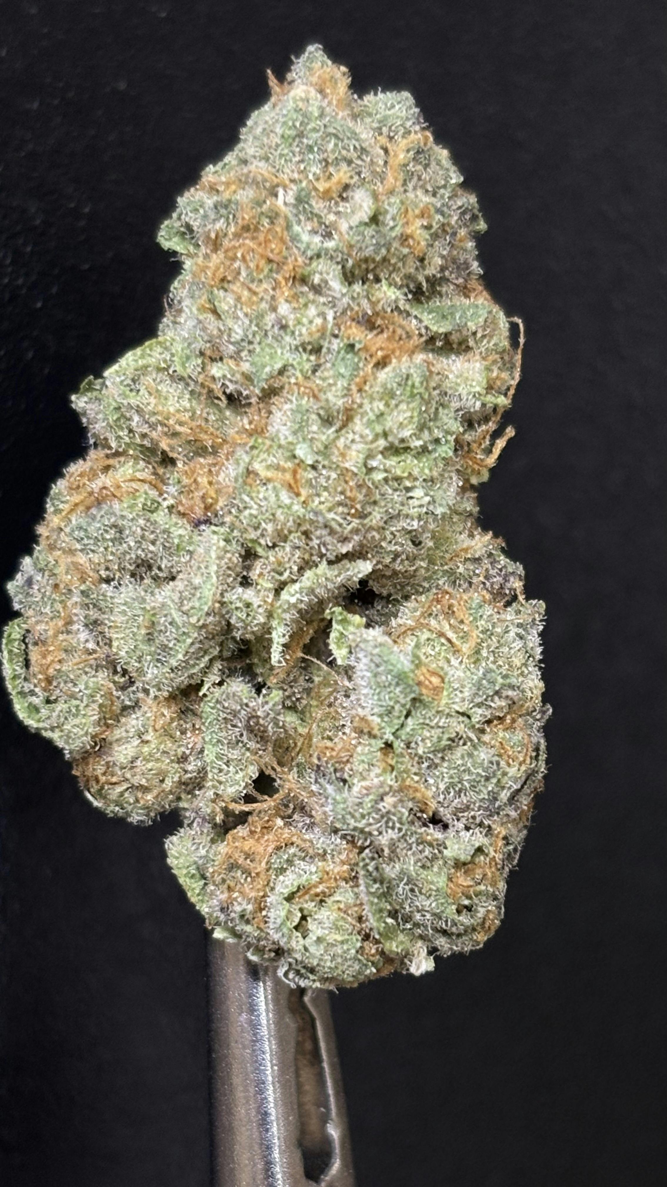 PINEAPPLE FANTA *TIER 1* (TAX INCLUDED) Cult. Okie Cultivator