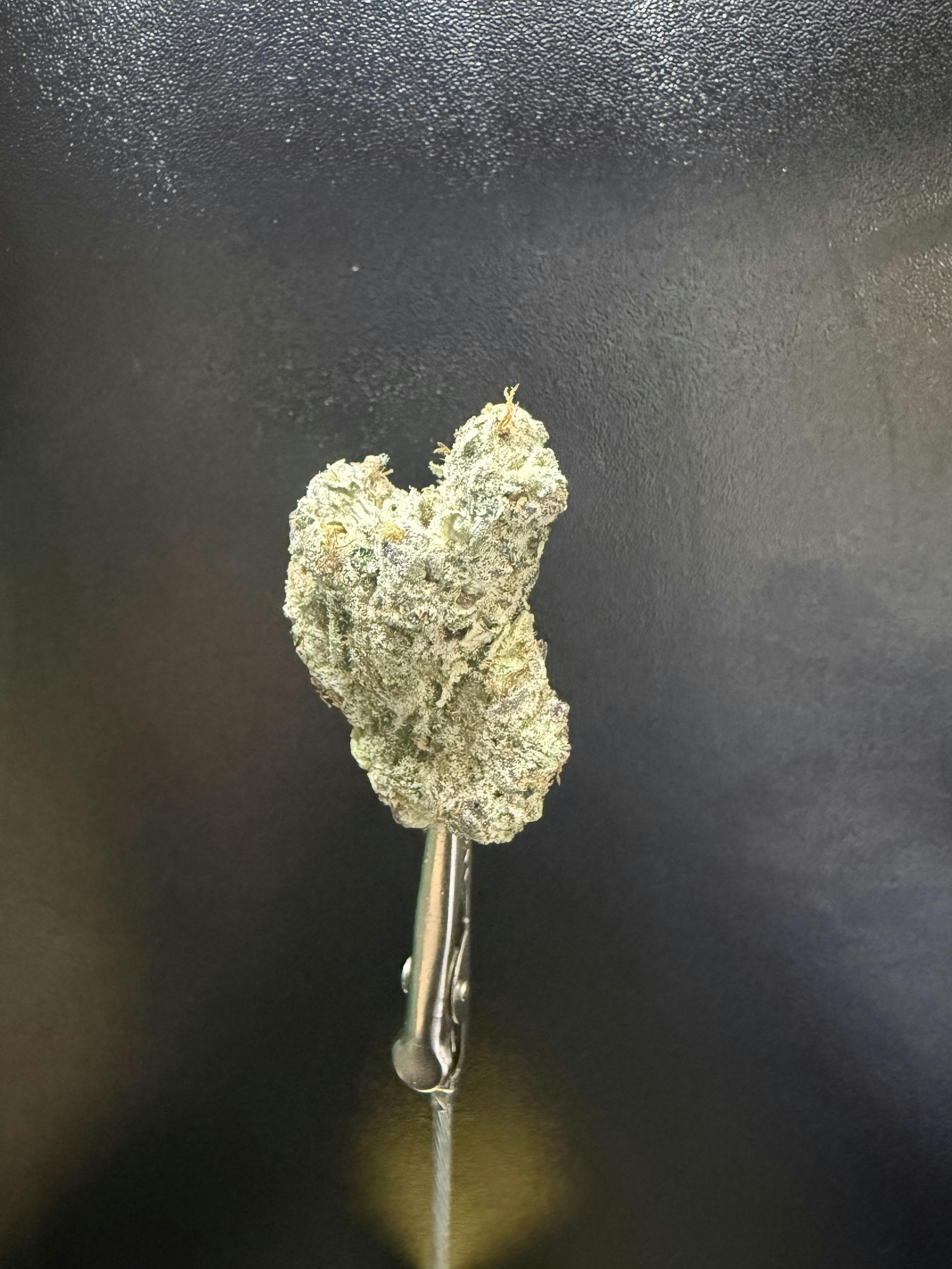 BLUE BANGER *TIER 2* (TAX INCLUDED) Cult. Grow United Farms