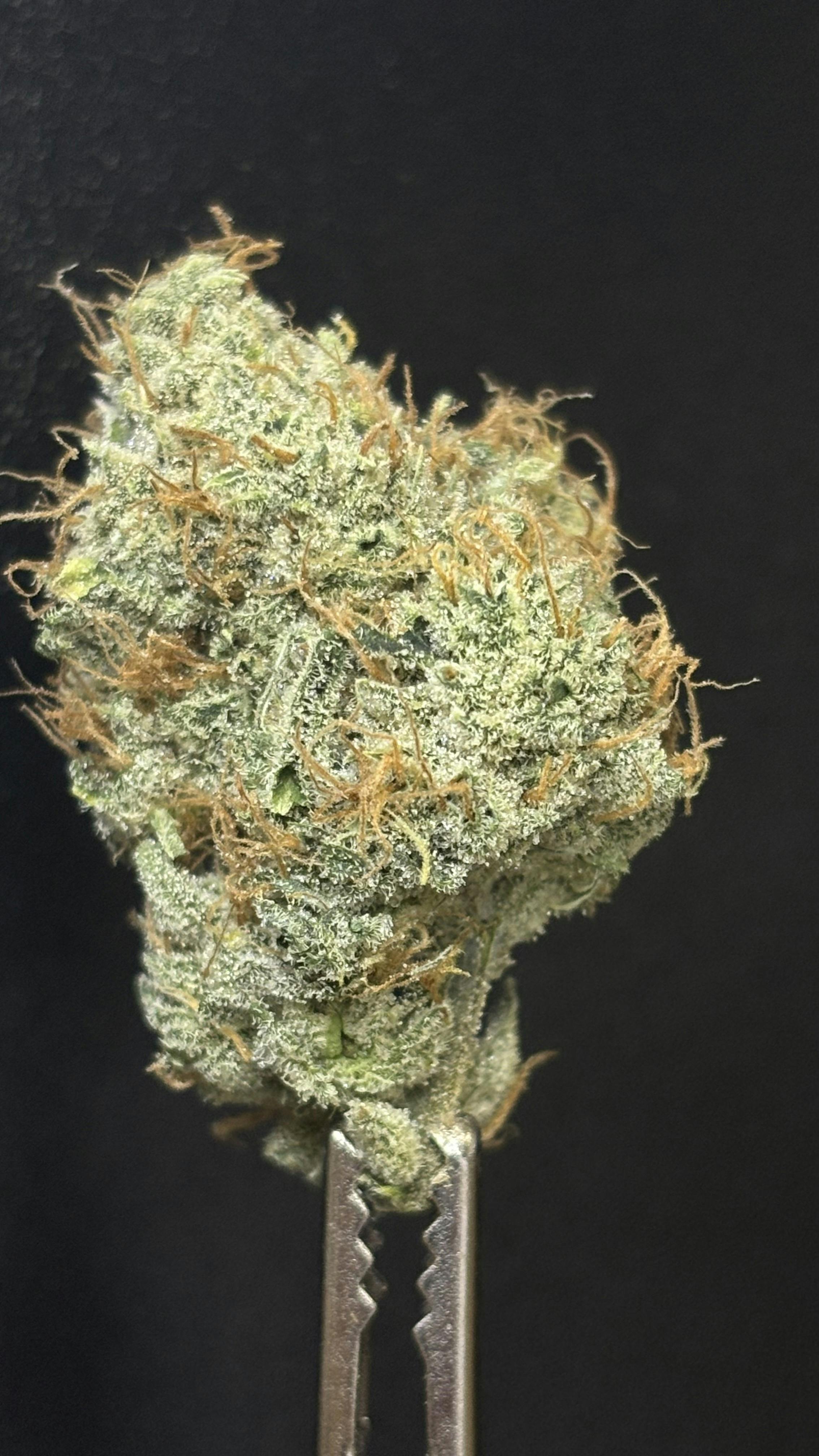 TIER LIMITED - HEADBAND COOKIES *TAX INCLUDED* Cult. Humble Ground Cult