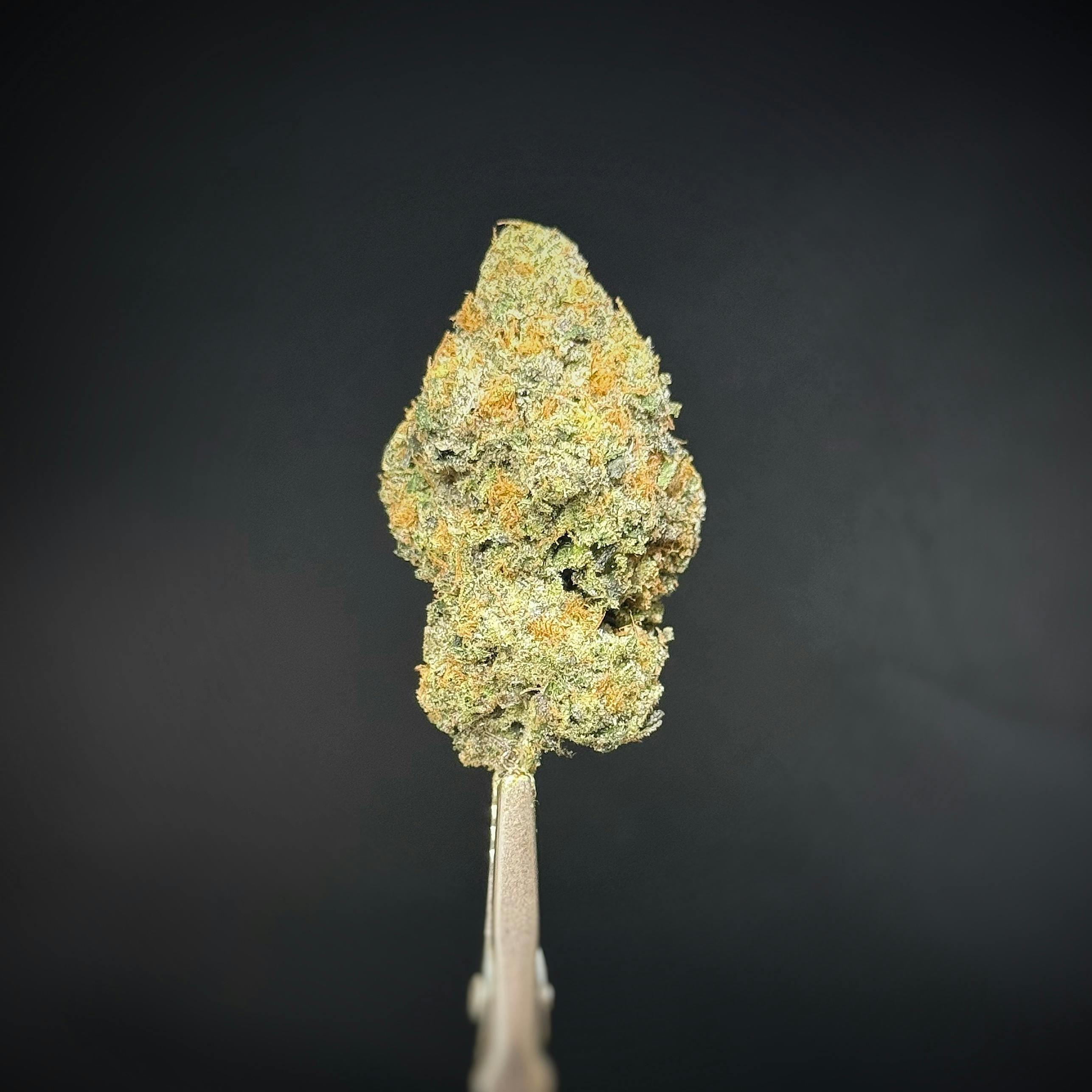 BLUE ZUSHI *TIER 1* (TAX INCLUDED) Cult. DREWSY *PREPACKAGED 1/8THS*