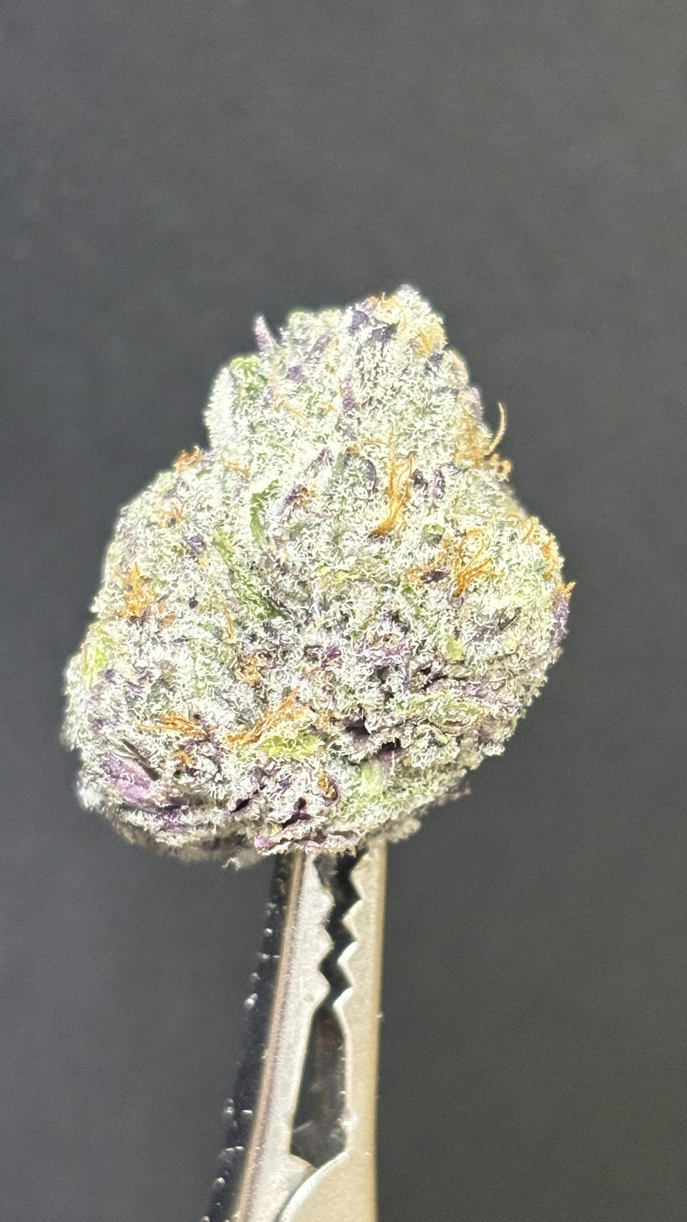 TIER LIMITED - Bing Cherries *TAX INCLUDED* Cult. Bush Bros *4G JAR*