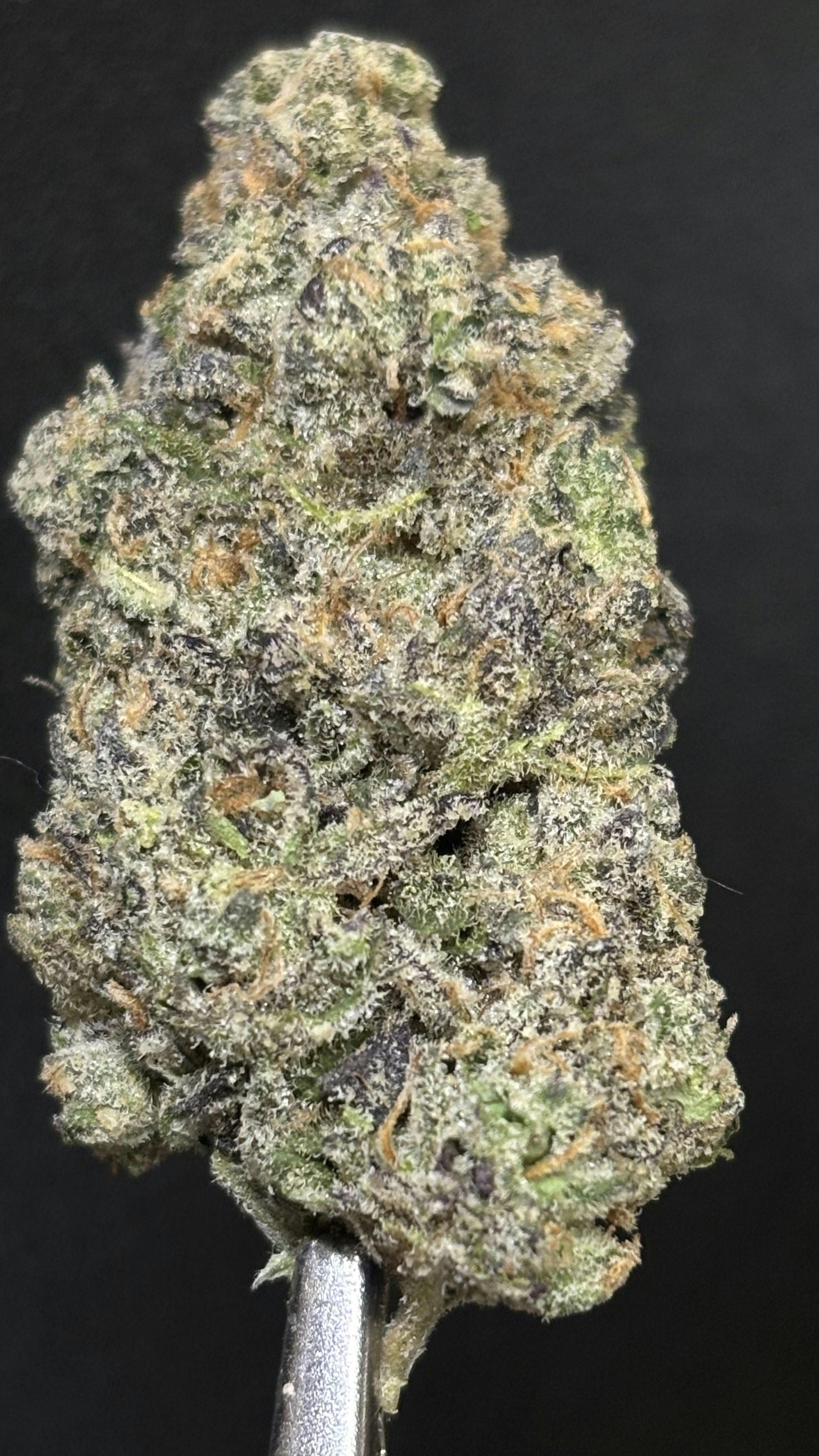 Girl Scout Cookies x Sherbet *LIMITED TIER* (TAX INCLUDED) Cult. Banana Seat Botanicals