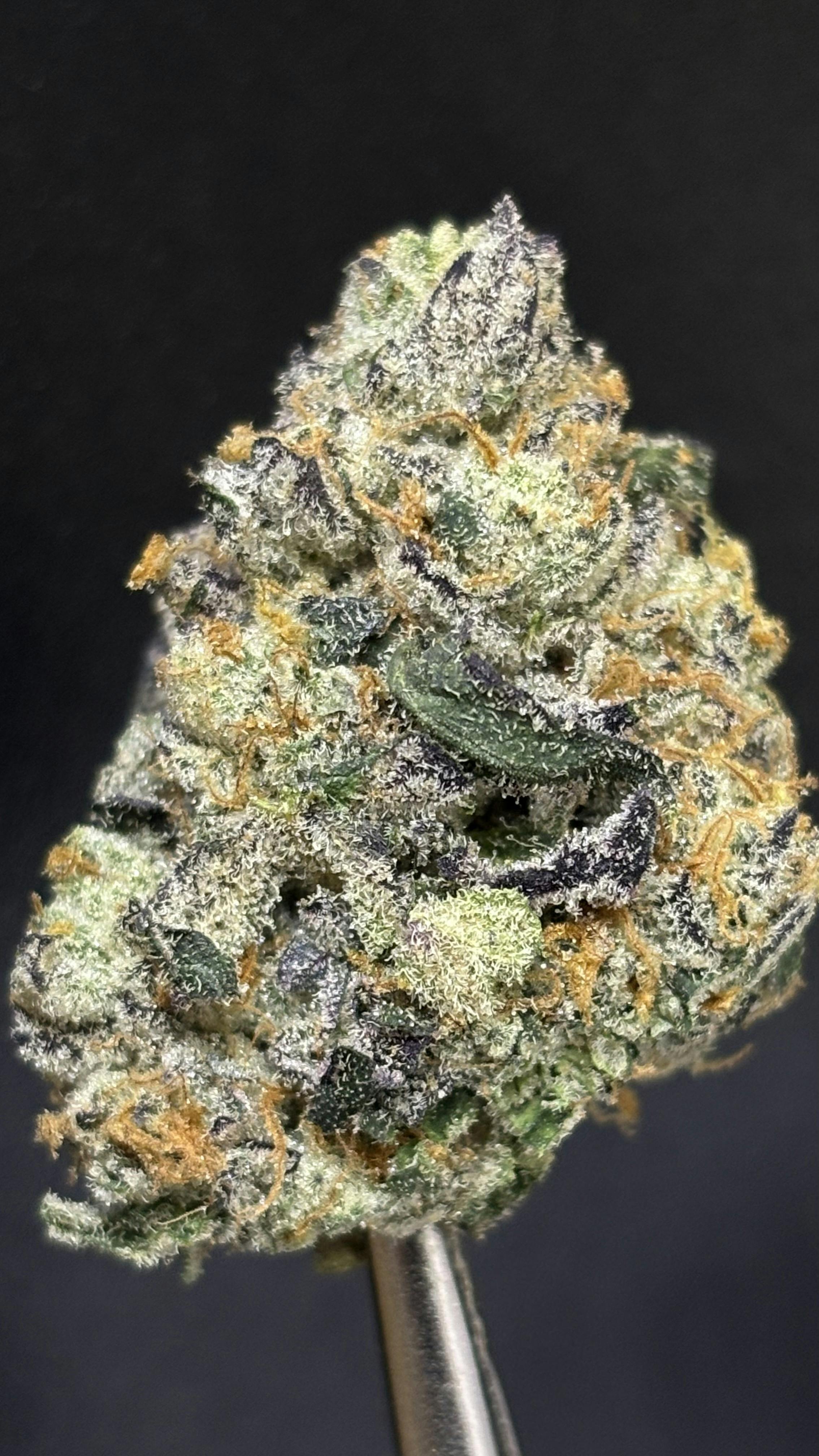 8" Bagel *LIMITED TIER* (TAX INCLUDED) Cult. Exile Cannabis