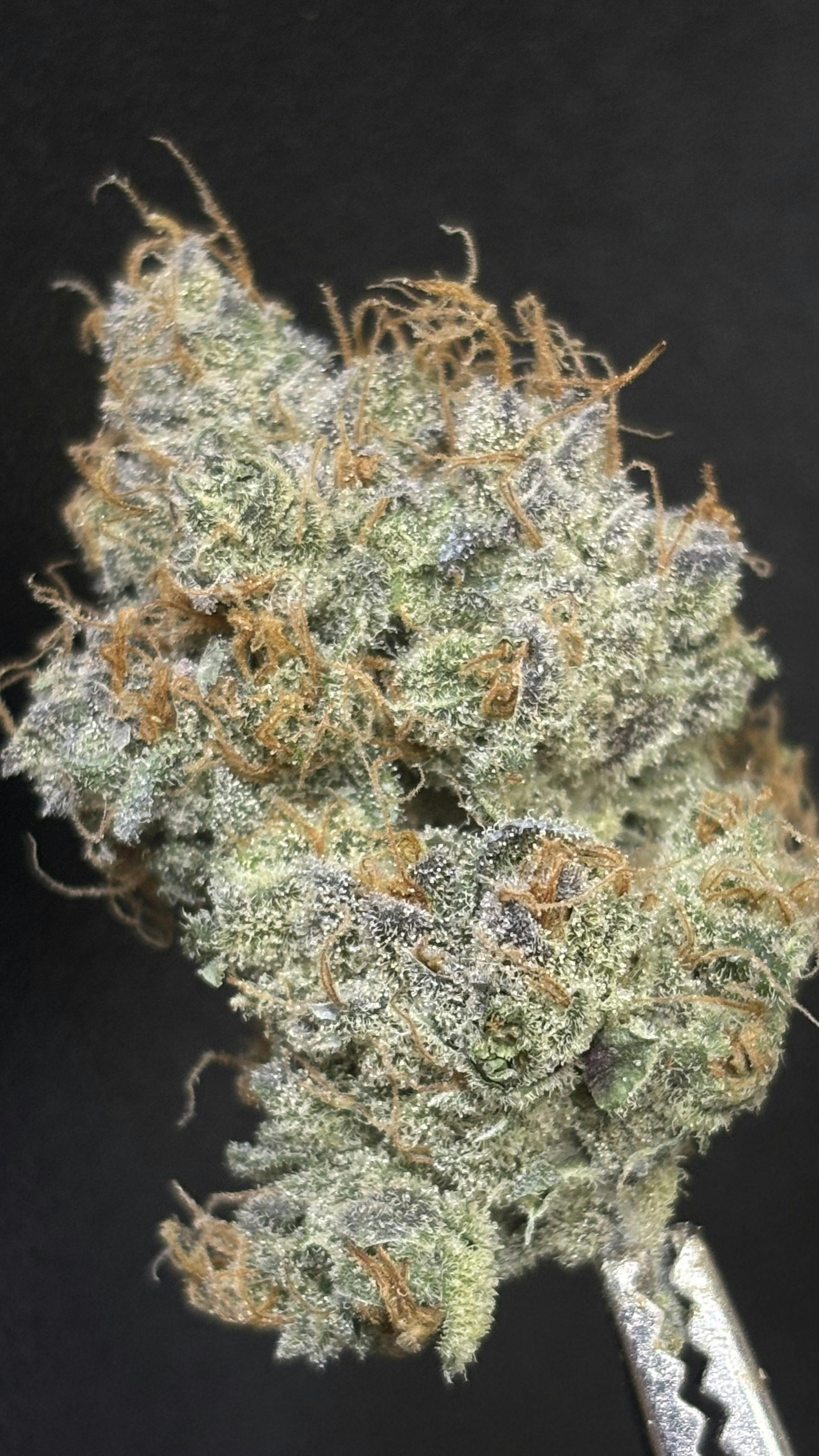 TIER LIMITED - Grandaddy Diesel *TAX INCLUDED* Cult. Humble Ground Cult