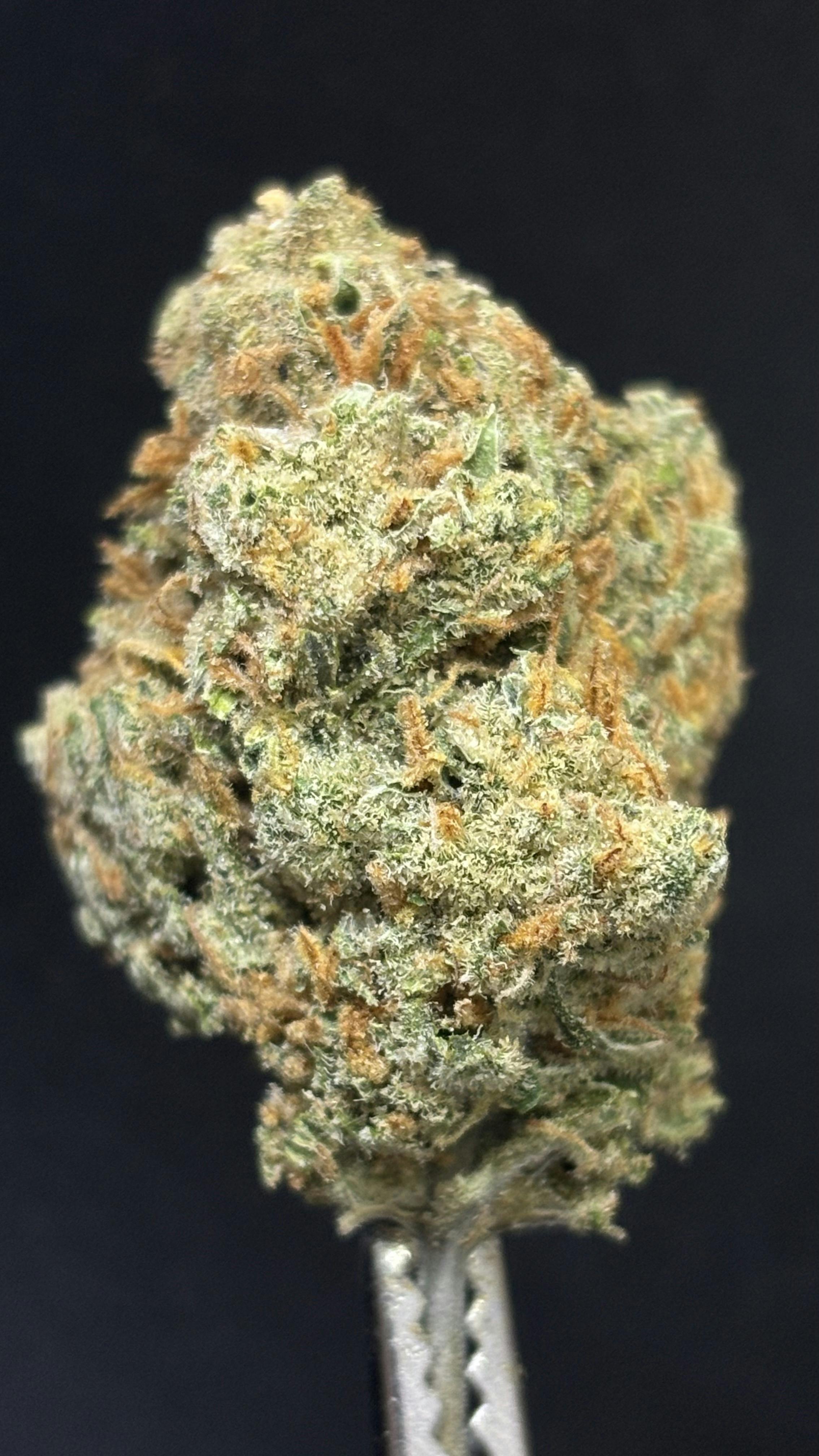 Super Lemon Haze *LIMITED TIER* (TAX INCLUDED) Cult. Banana Seat Botanicals