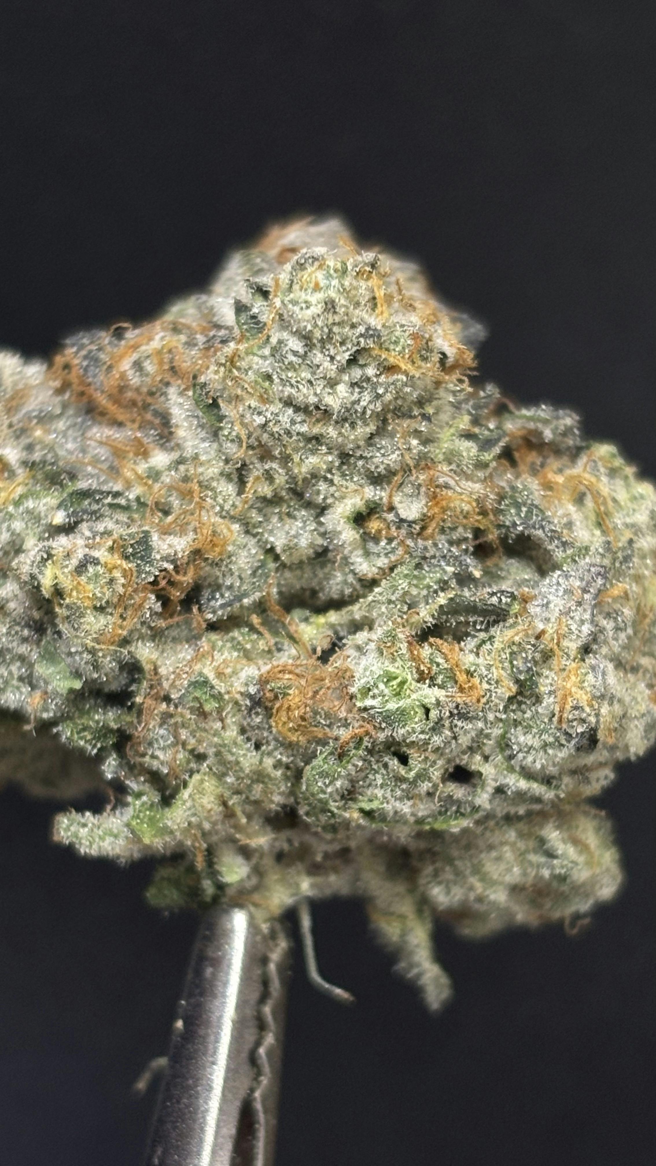 TIER LIMITED - GEORGIA PIE *TAX INCLUDED* Cult. Jakes Jungle