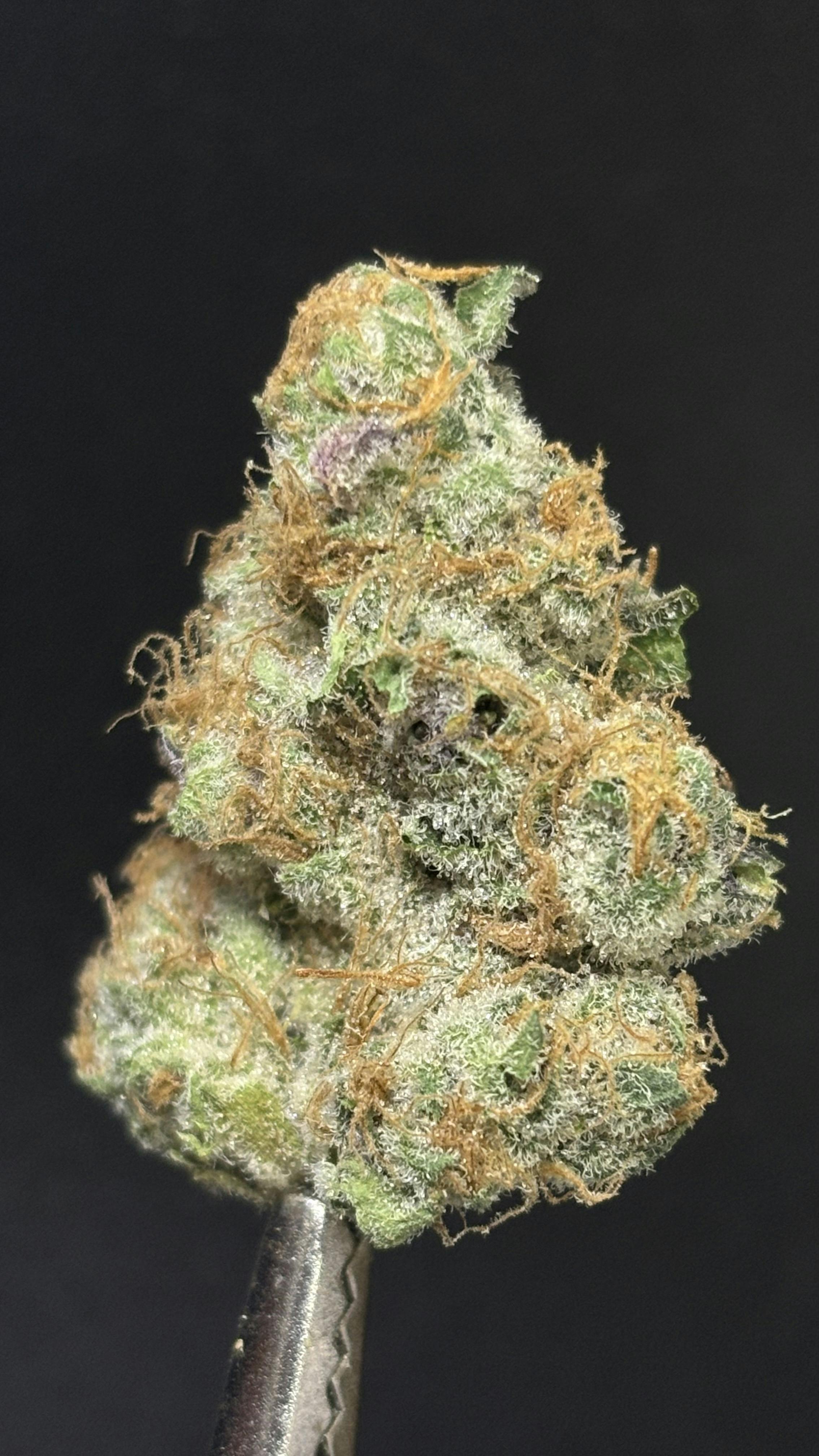 TIER LIMITED - JUNGLE HAZE *TAX INCLUDED* Cult. Jakes Jungle