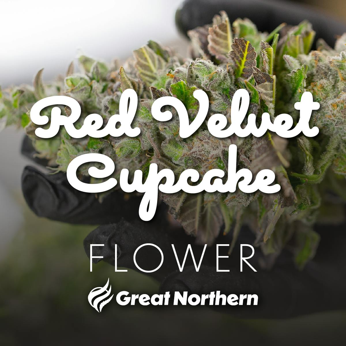 GNC Red Velvet Cupcake (H) Deli Flower
