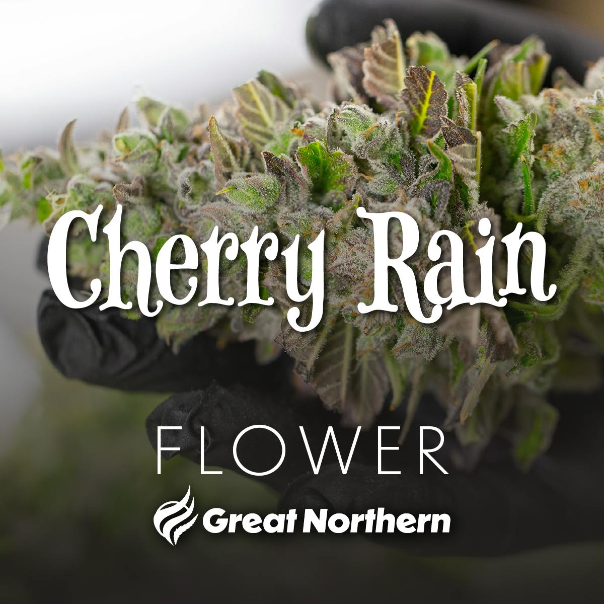 GNC Cherry Rain DELI Flower (H)