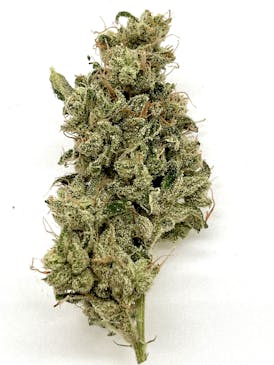 Black Fly Farms: Bloomington Headband