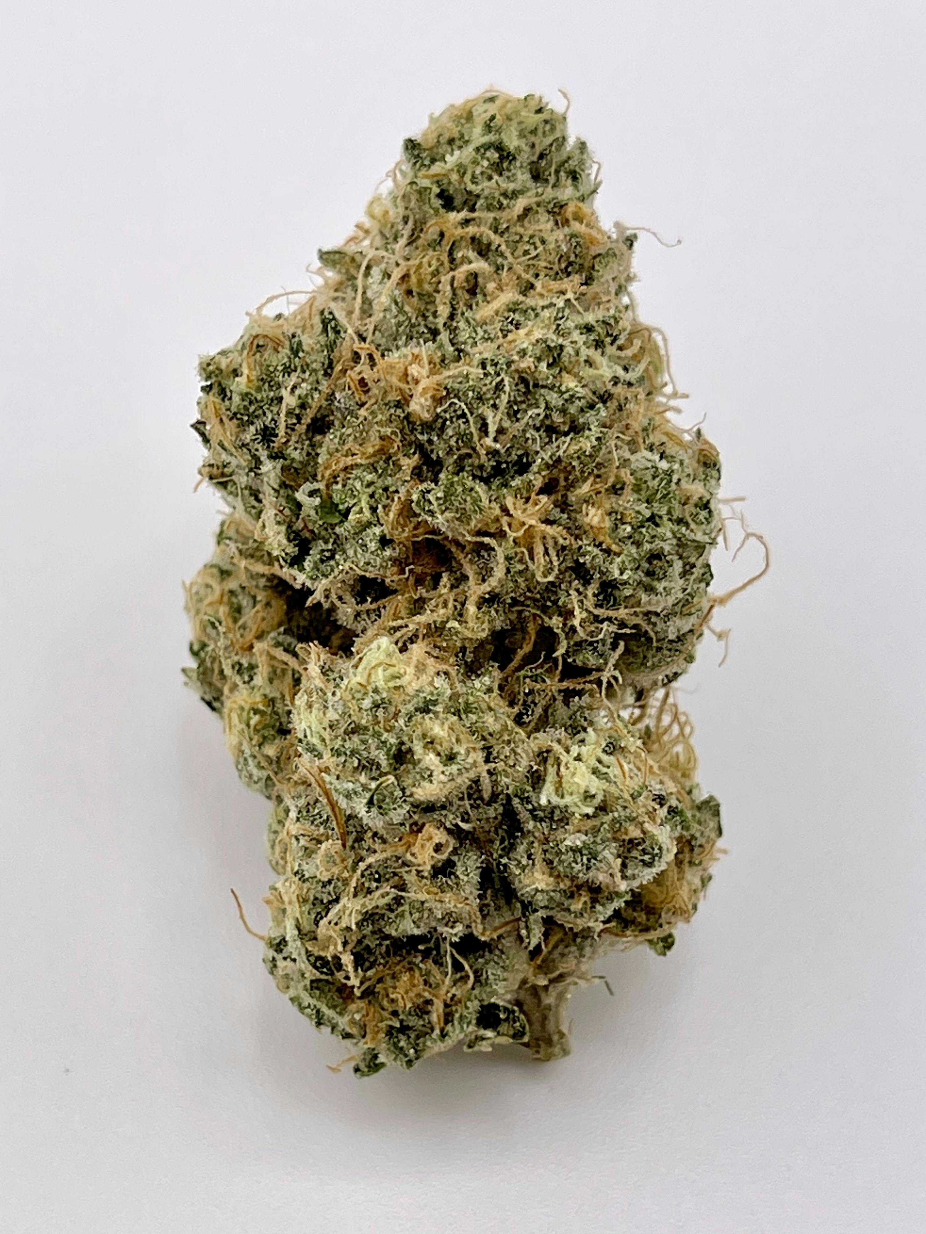 Black Maple 22 at Kind Guy Patient Care Center