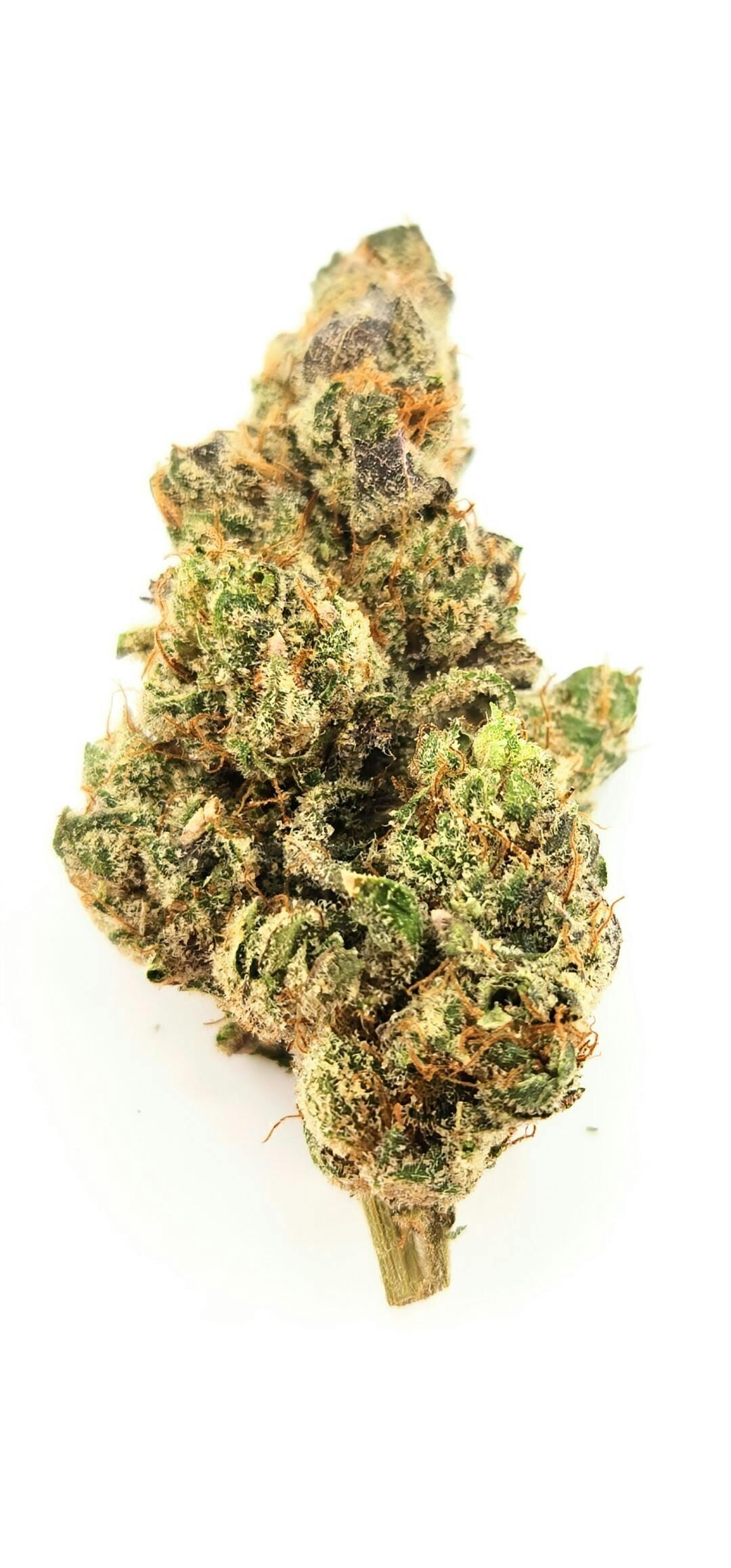 Stella Knockout Runtz Big Buds