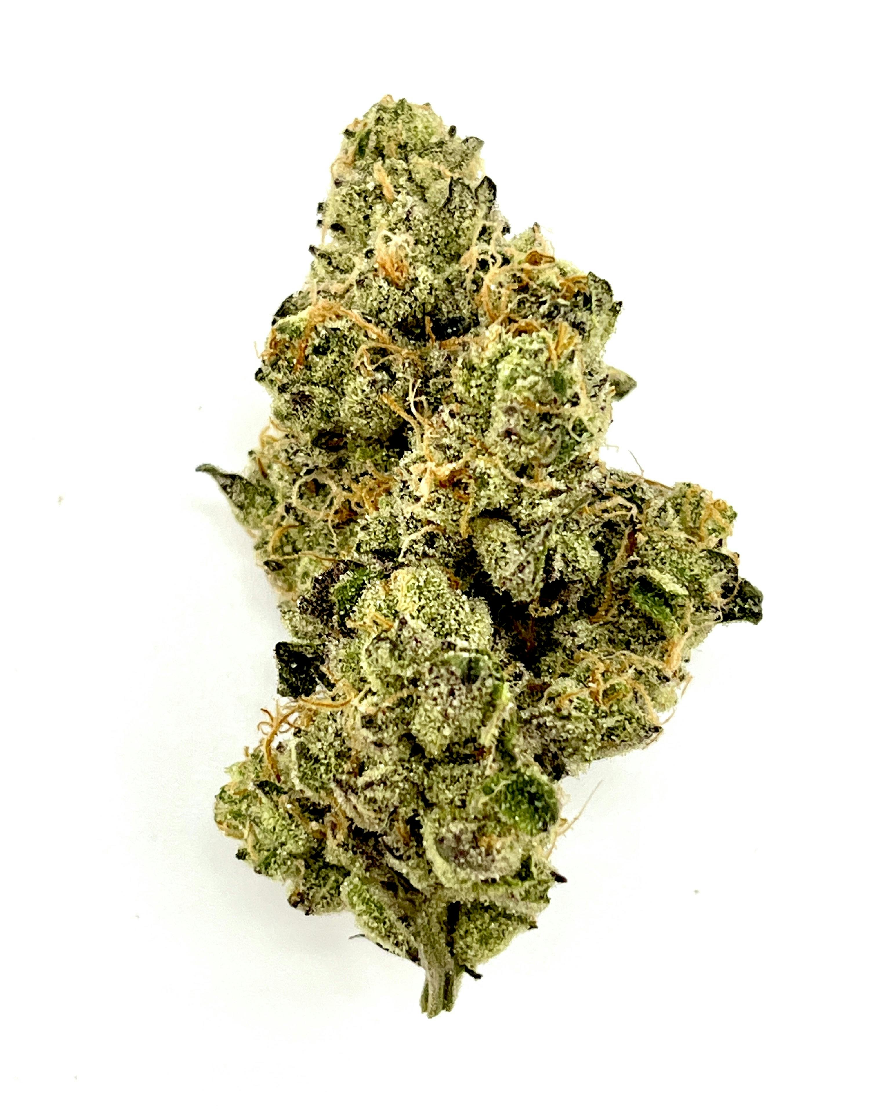 Monkey Jones: Jelly Donut