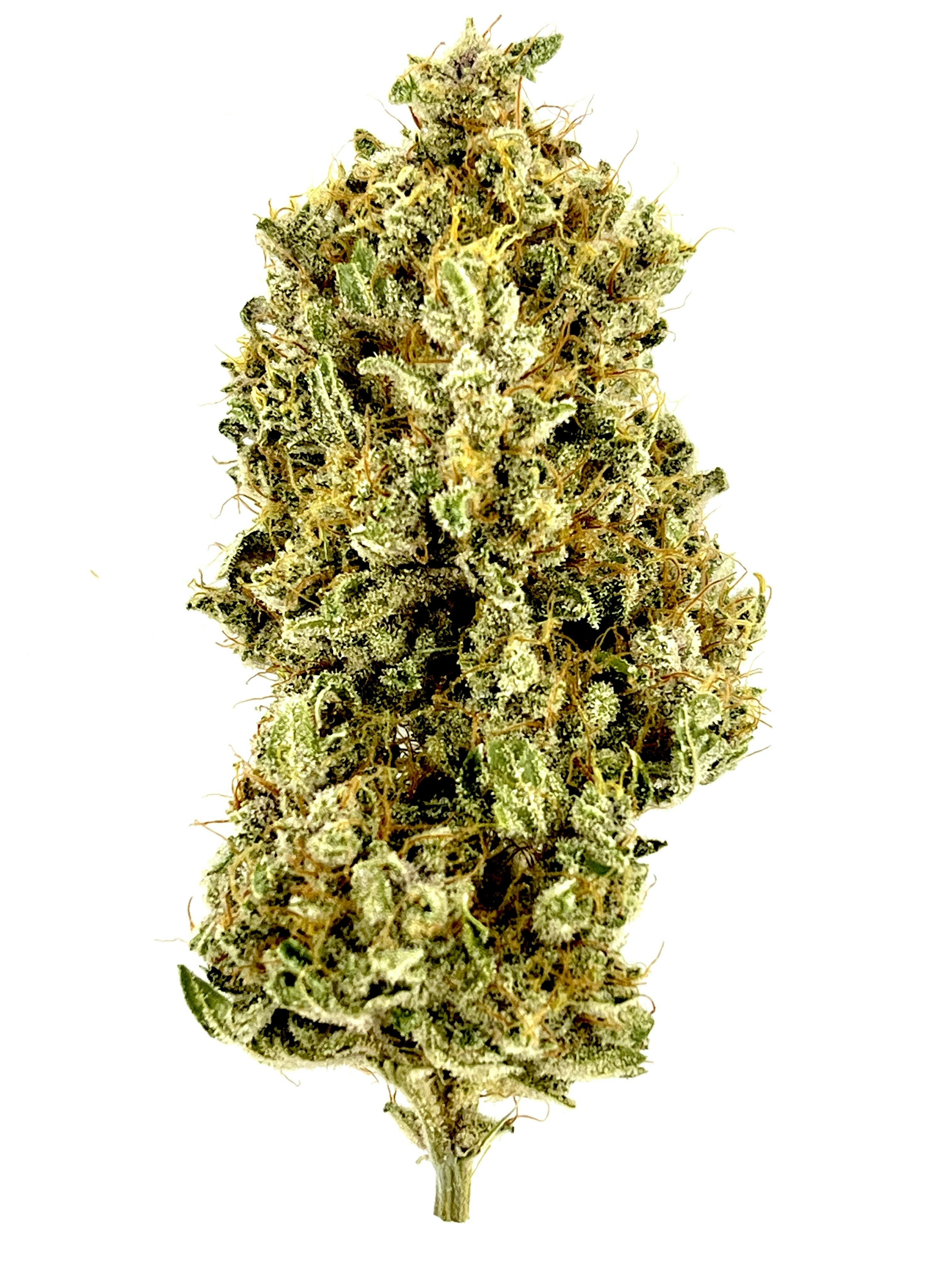 Pinehurst: Platinum Pebbles at Kind Guy Patient Care Center