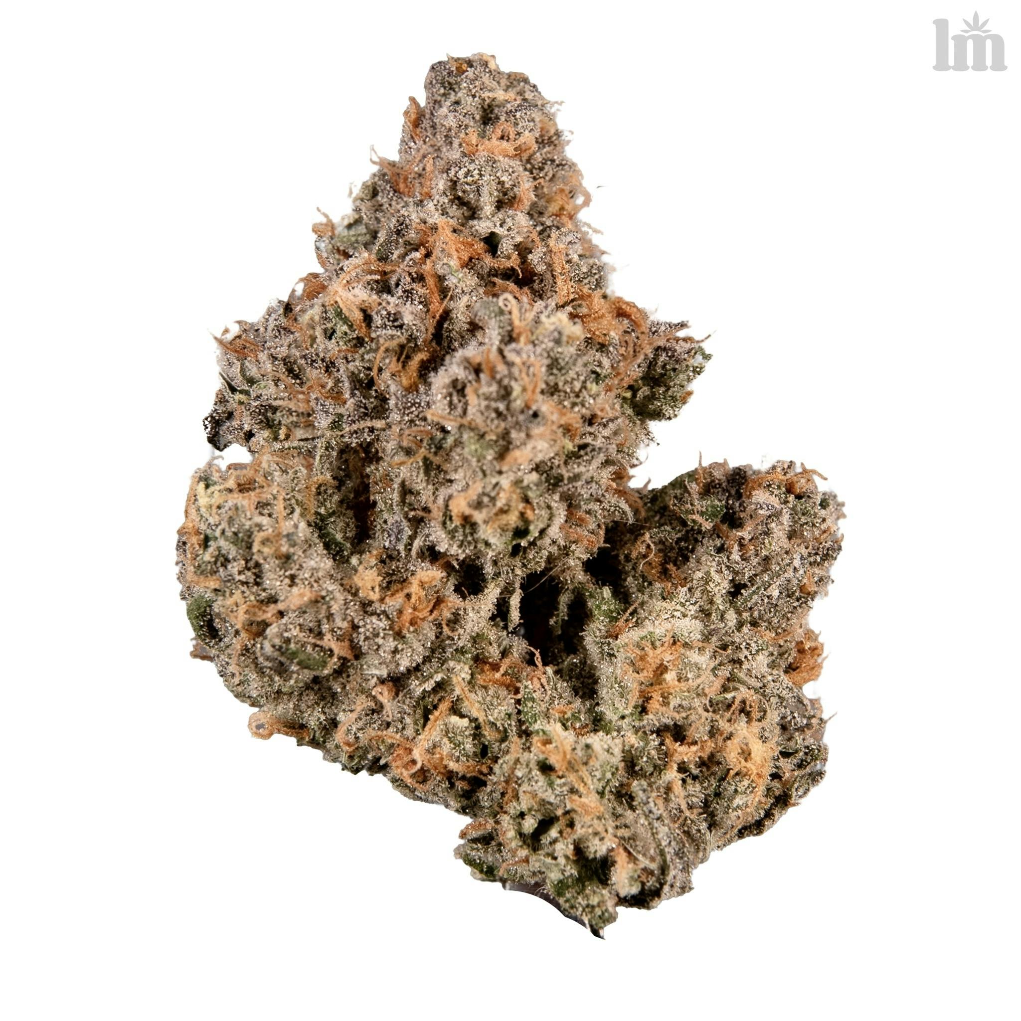 Living Matter: Apple Tahoe at Kind Guy Patient Care Center