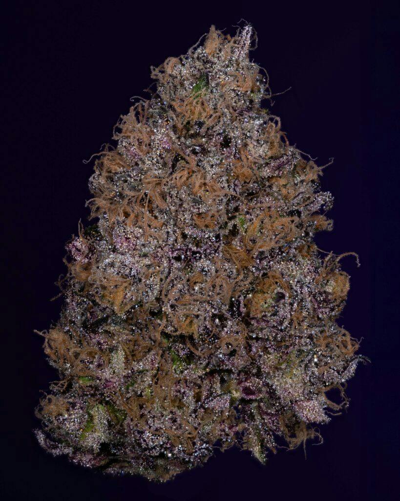 Black Maple | 3.5g