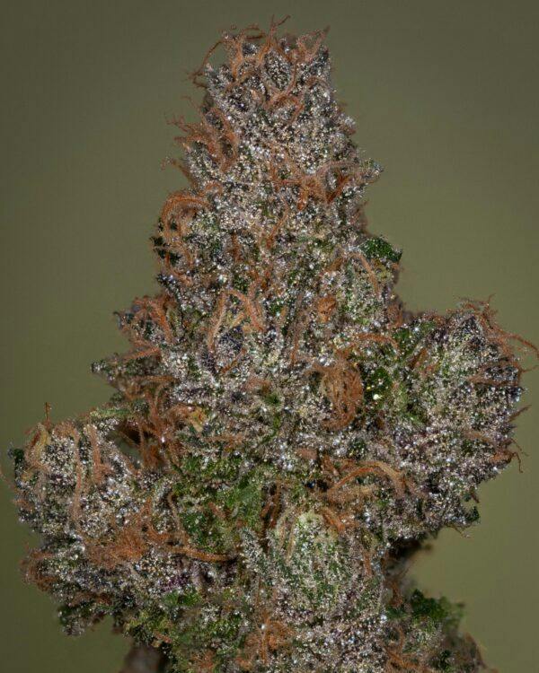 SWEATBAND (#2) | 3.5G | FLOWER | TAX INCLUDED