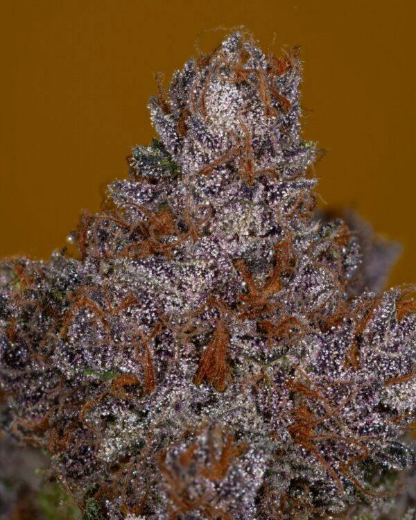 ZOONER | 3.5g | FLOWER (TAX INCLUDED)