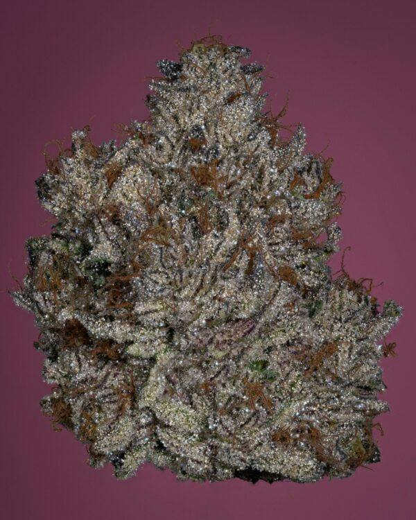 BRAIN ROT 3.5g (TAX INCLUDED)