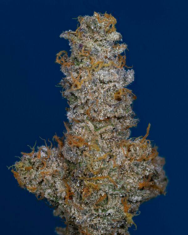 SPIDEY SHERB | 3.5G | FLOWER | TAX INCLUDED