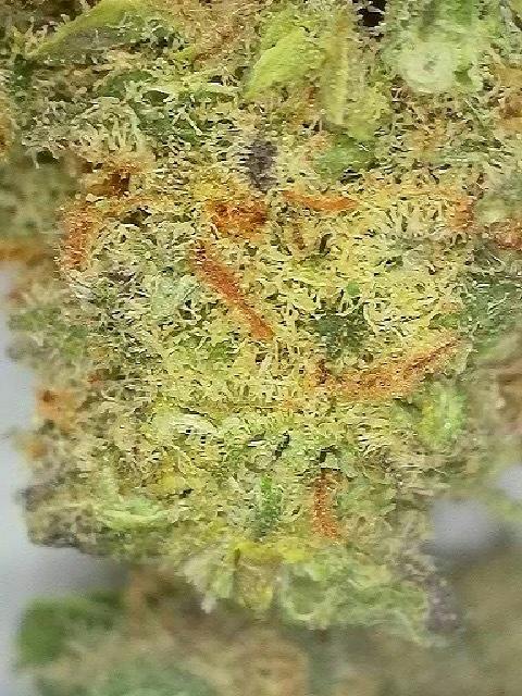 Abuelo OG | Big Buds | 0.5g