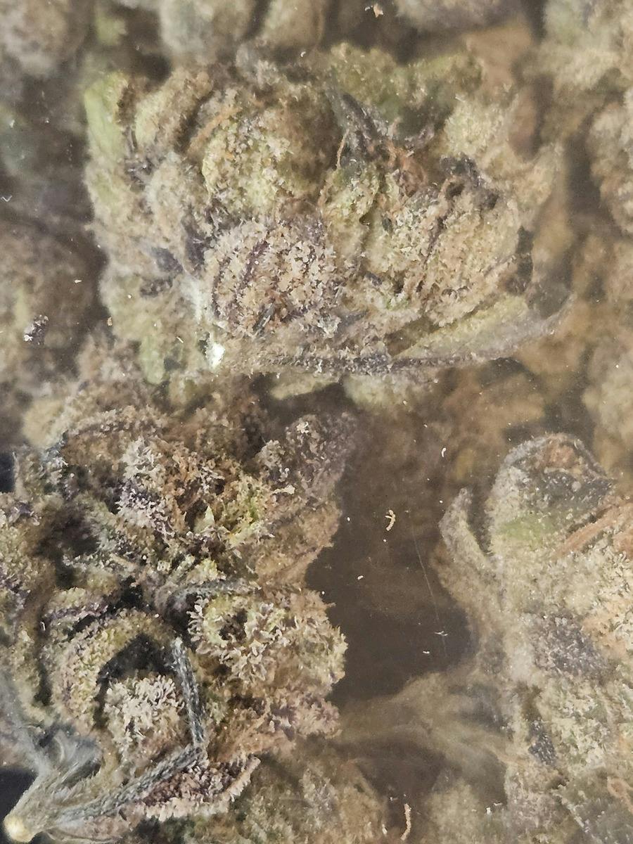 Twisted Terps | Ground | 14g at Houston Grass Station