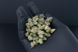 Ice Cream Cake - 14g Pre Pack Greenhouse Flower -