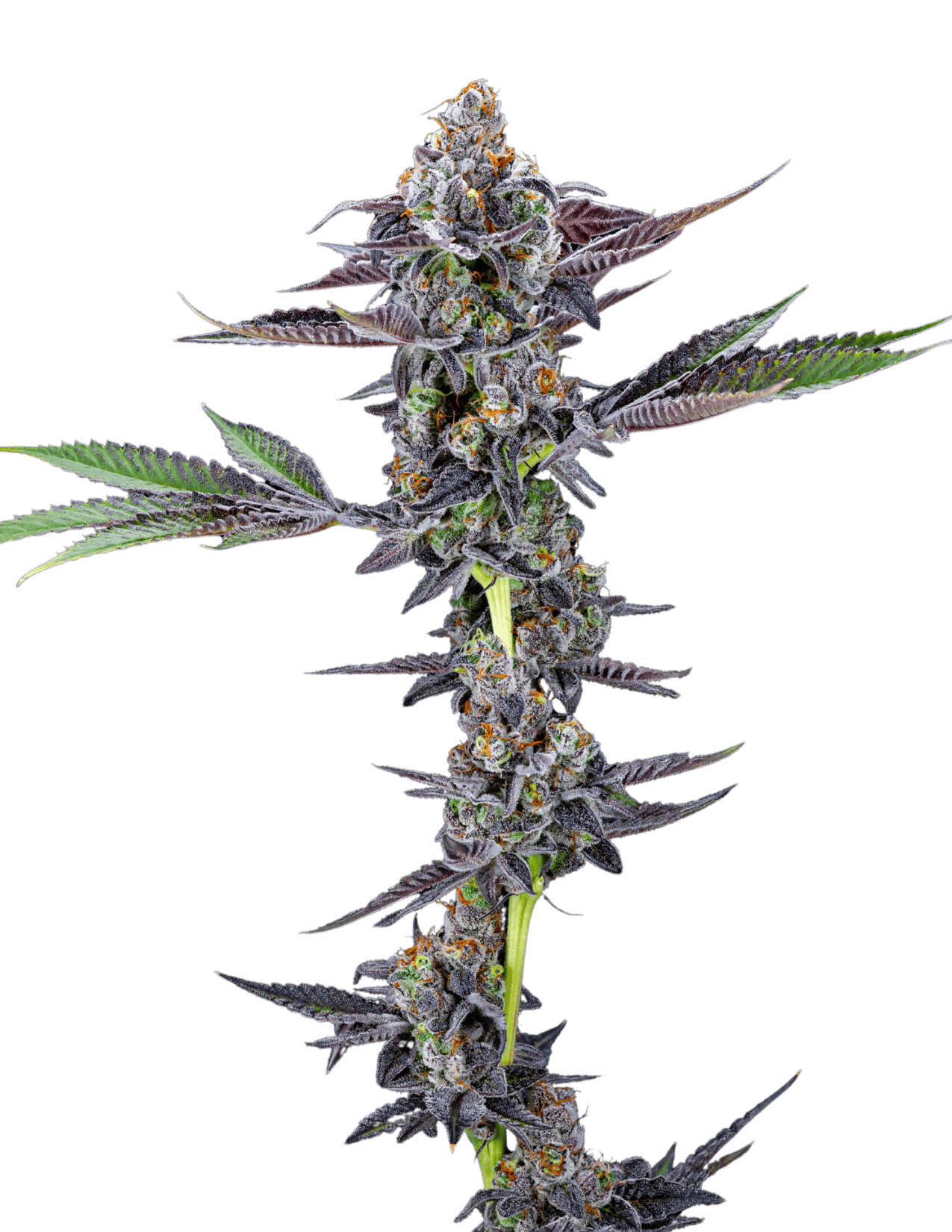 Resonant Cultivation - Indoor Pre Packaged Flower - [3.5g] - Meat Chillz ]