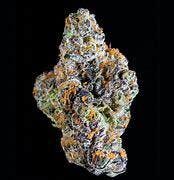 Gelato 41