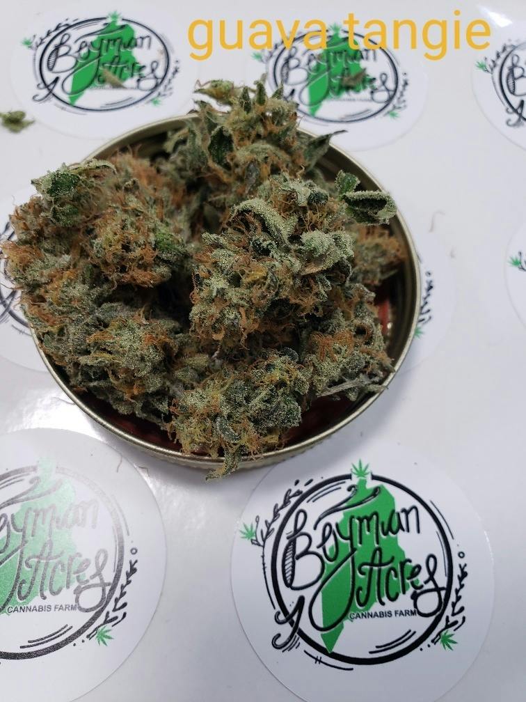 Guava Tangie