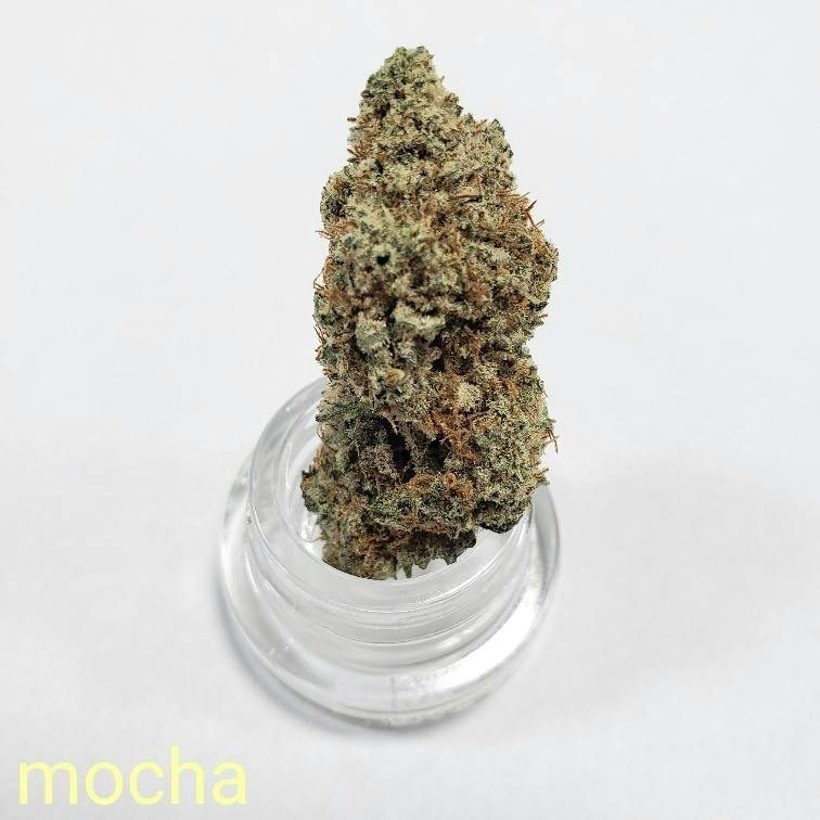 Mochalope